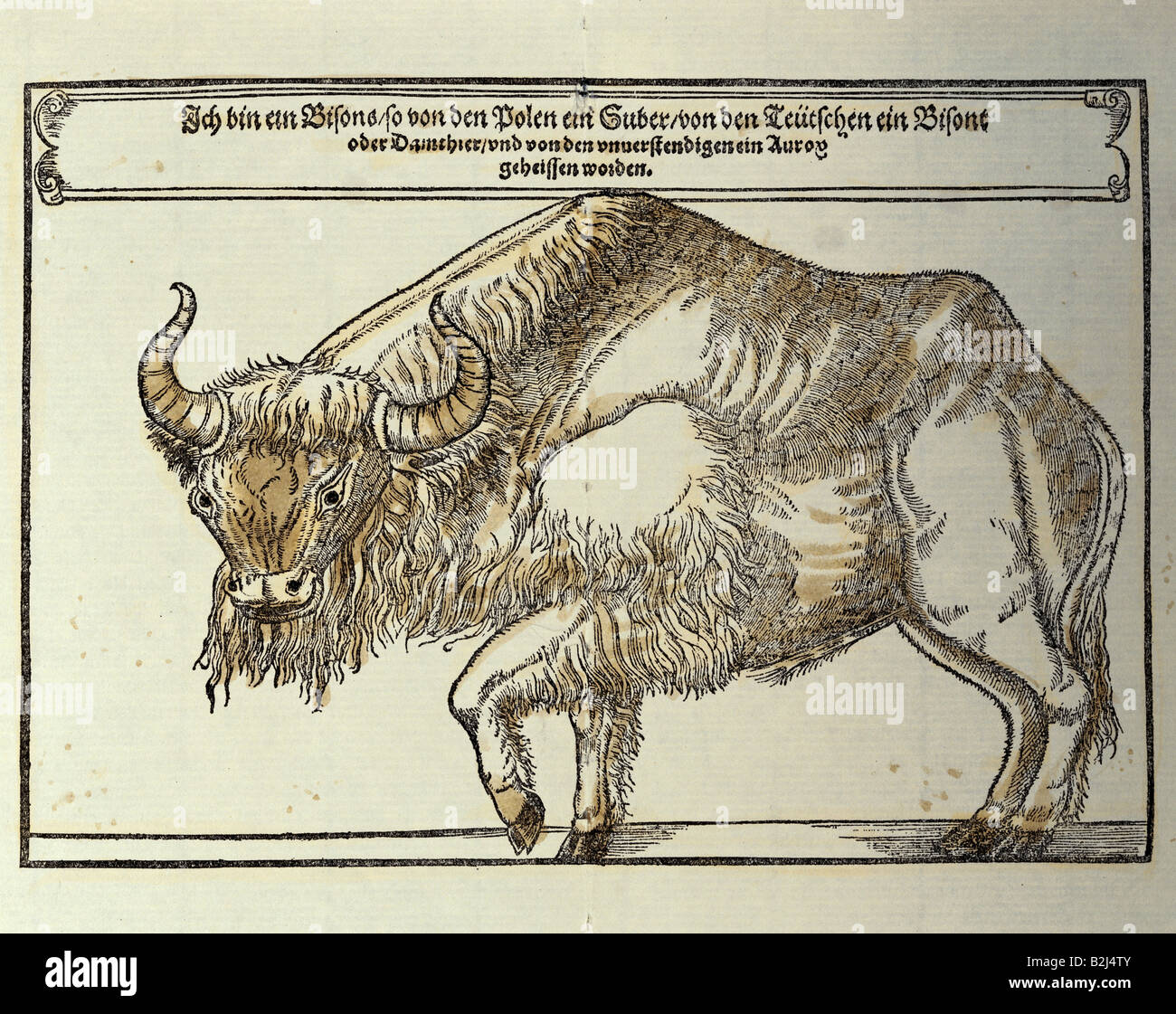Zoologia / animale, wissent (Bison bonasus), grafica, 'Ich bin ein Bisons' (Io sono un bisonte), legno tagliato, colorato, da 'Reise zu den Moskowitern 1526' (viaggio ai moscoviti), da Sigismund, Foto Stock