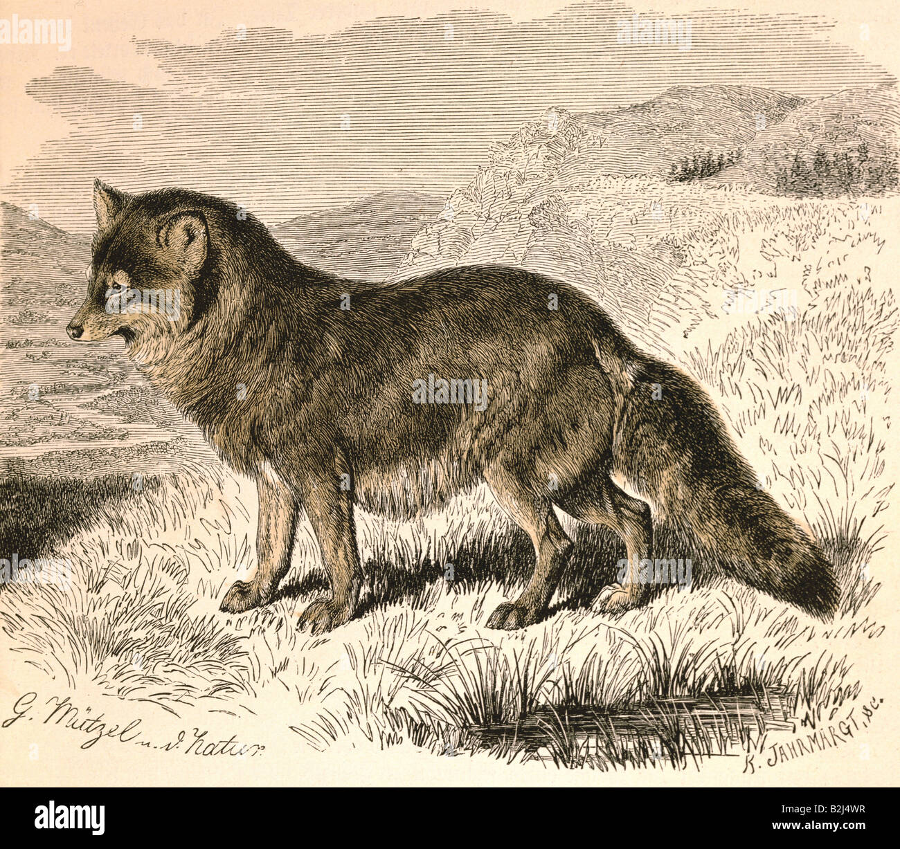 Zoologia / animale, mammifero / mammifero, coyote (Canis latrans), incisione del legno, colorato, da 'Illustrirtes Thierleben' (vita animale Illustrata), di Alfred Edmund Brehm, Hildburghausen, Germania, 1864 - 1869, collezione privata, Foto Stock
