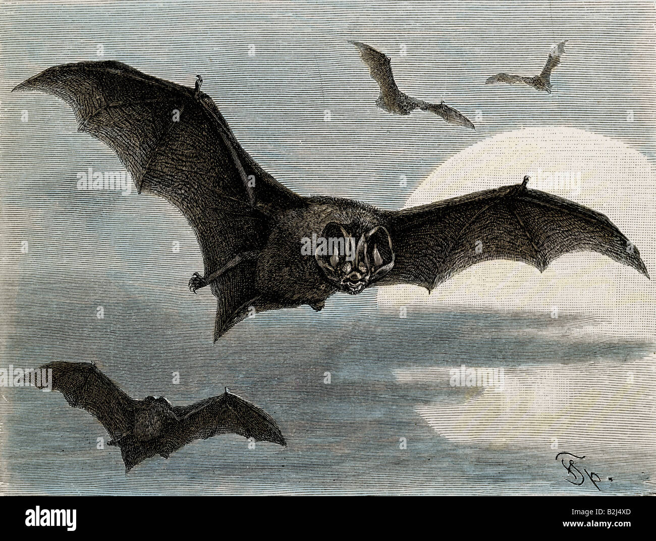 Zoologia / Animali, mammiferi / mammiferi, pipistrelli (Chiroptera), Barbastella, Barbastelle (Barbastella barbastellus), incisione su legno, colorata, da 'Dies Saeugetiere', di Alfred Brehm, Lipsia, Germania, 1893, collezione privata, Foto Stock