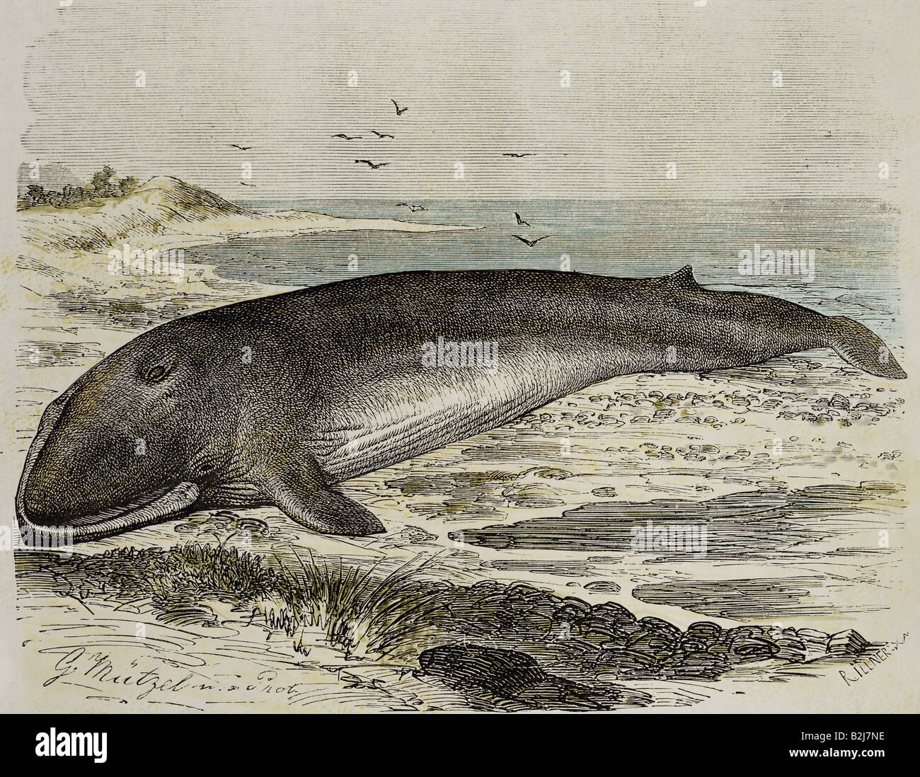 Zoologia, mammiferi / mammiferi, balene (Cetacea), balena, (Balaenoptera physalus), incisione del legno dopo il disegno di Gustav Muetzel, "Brehms Life of Animals" ("Brehms Tierleben"), Lipsia e Vienna, 1893, collezione privata, , Foto Stock