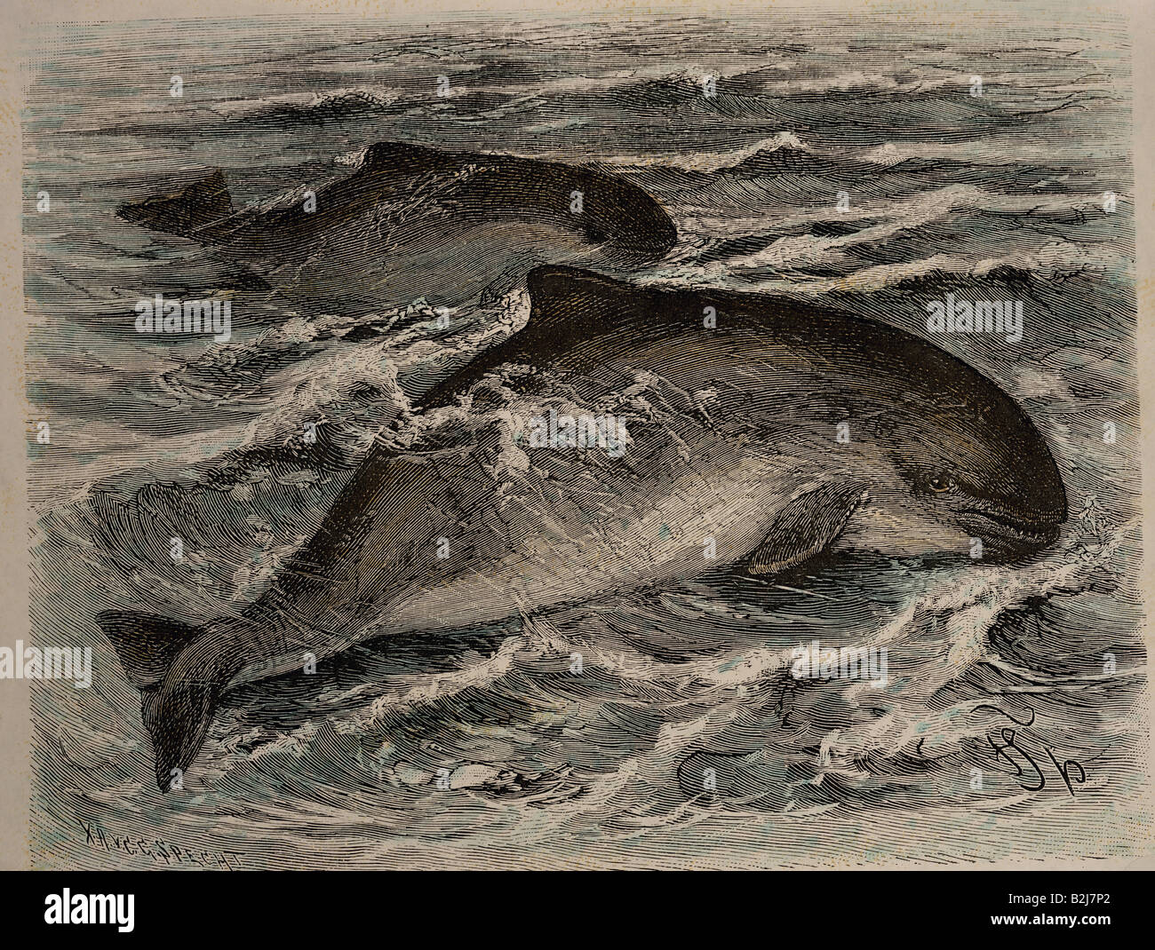 Zoologia, mammiferi / mammiferi, delfini (Delphinidae), Delfinenose Dolphin (Tursiops truncatus), incisione in legno di F. Specht, "Brehms Life of Animals" ("Brehms Tierleben"), Lipsia e Vienna, 1893, collezione privata, , Foto Stock