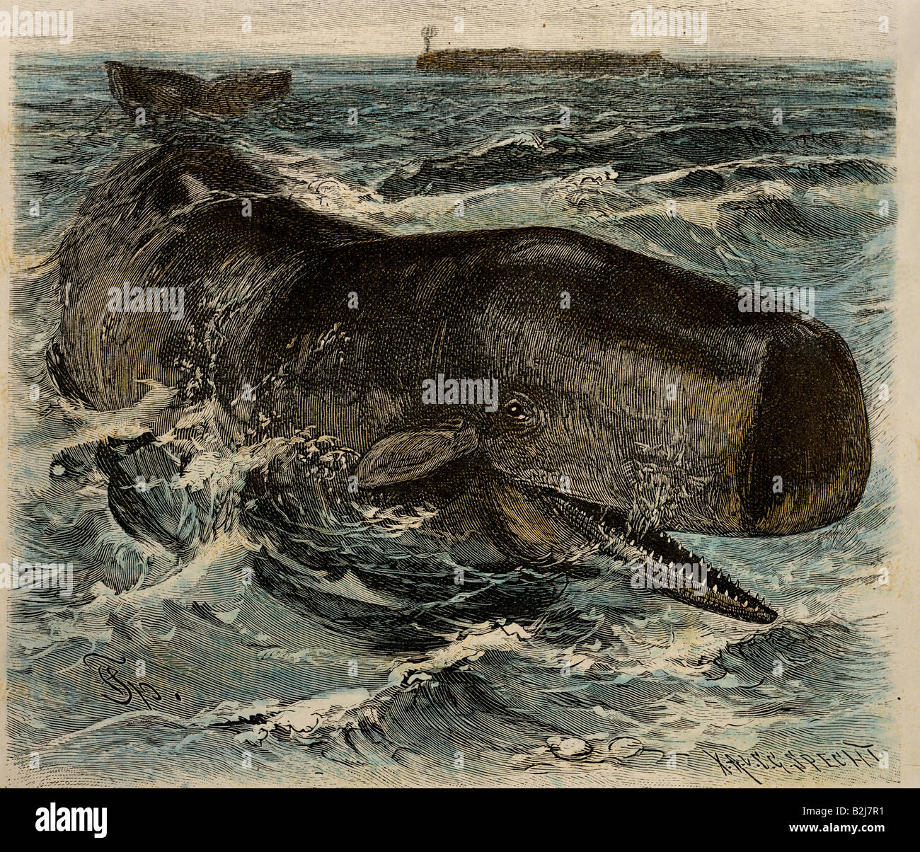 Zoologia, mammiferi / mammiferi, balene (Cetacea), capodoglio, (Physeter macrocephalus), incisione del legno di F. Specht, 'Brehms Life of Animals' ('Brehms Tierleben'), Lipsia e Vienna, 1893, collezione privata, , Foto Stock