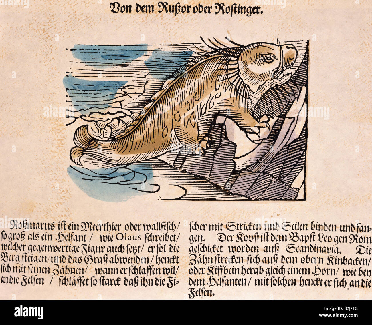 Superstizione, creature mitiche, 'Russor', woodcut, 'Historia animalium' di Conrad Gesner, volume 4th, 'Piscium et aquatilium animantium natura', Frankrufurt am Main, 1558, collezione privata, , Foto Stock