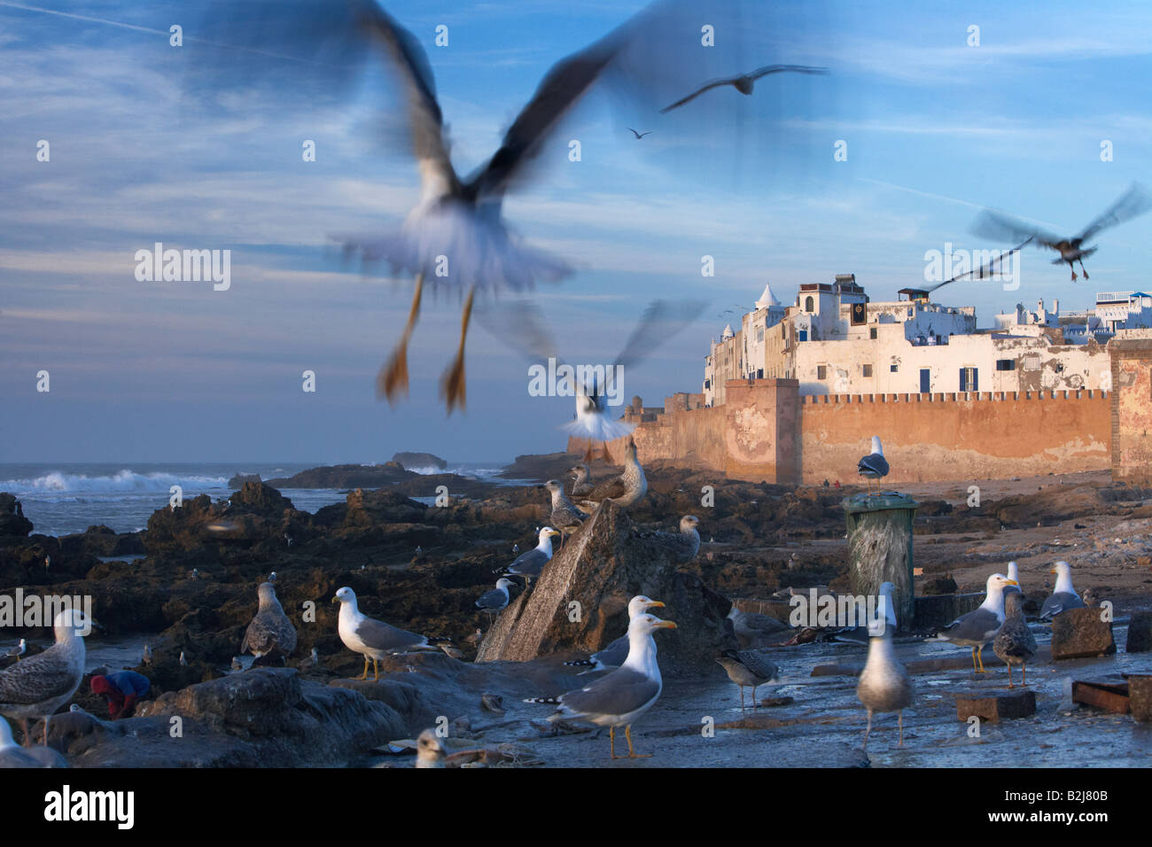 Gabbiani sorvolano Essaouira sulla costa atlantica del Marocco Foto Stock