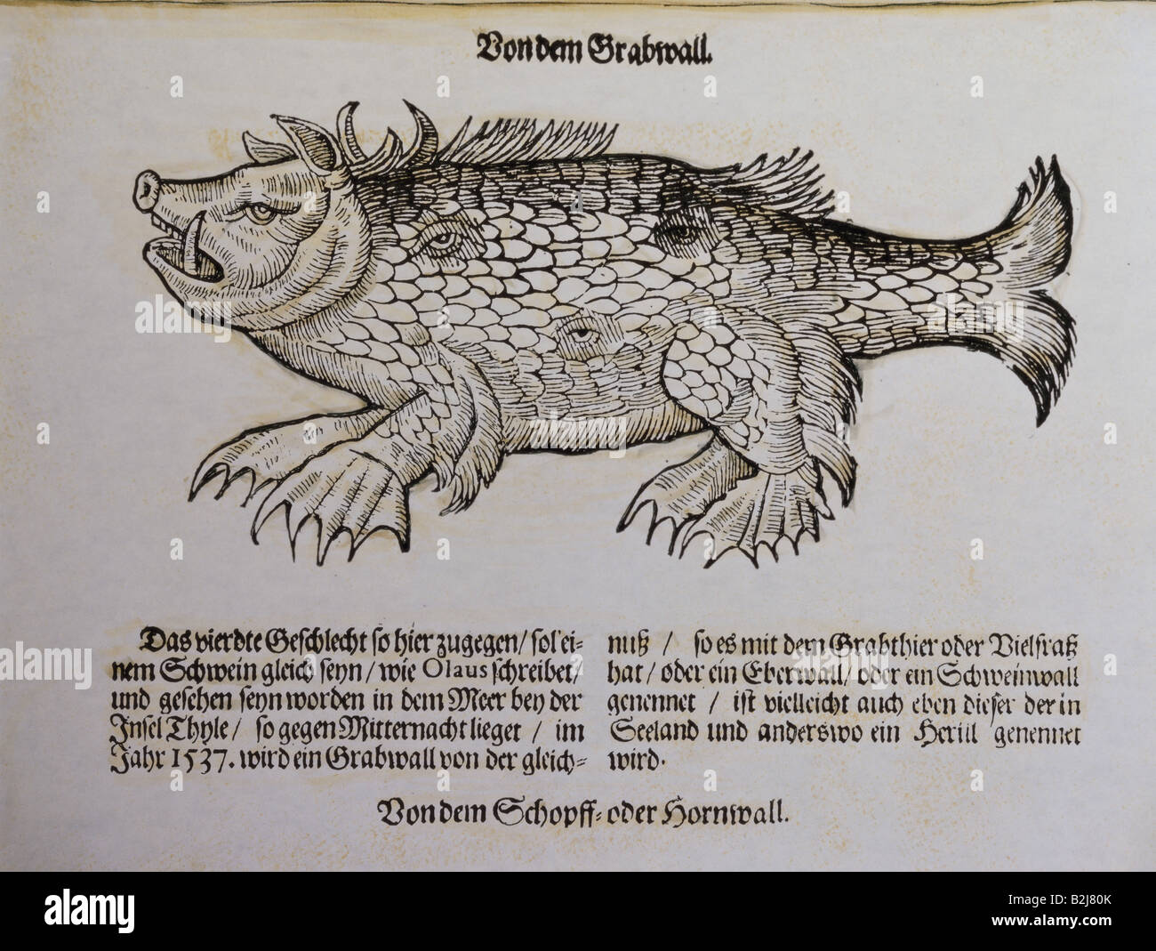 Superstizione, creature mitiche, 'Grabwall', woodcut, 'Historia animalium' di Conrad Gesner, volume 4th, 'Piscium et aquatilium animantium natura', Frankfurt am Main, 1558, , Foto Stock