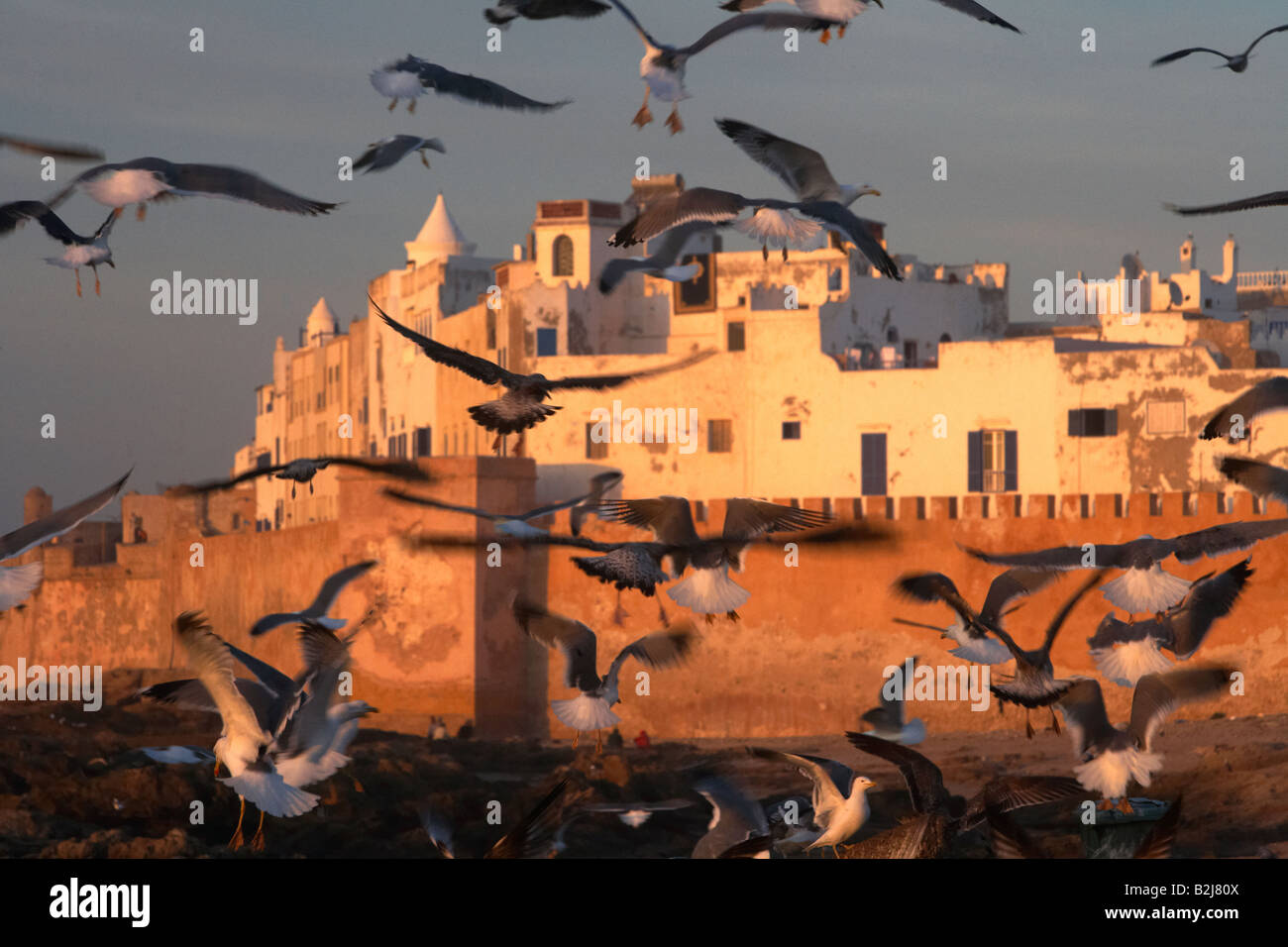 Gabbiani sorvolano Essaouira sulla costa atlantica del Marocco Foto Stock