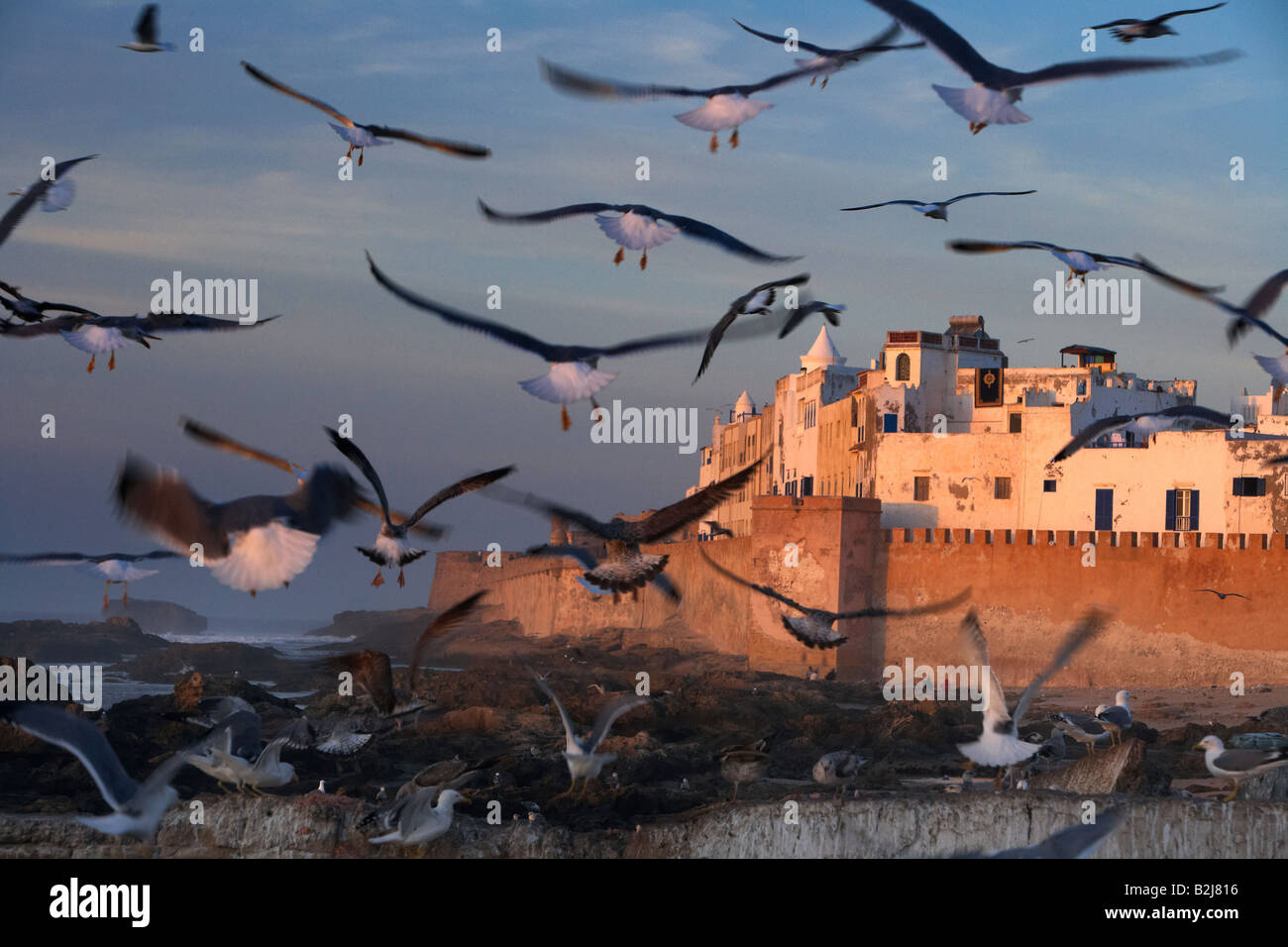 Gabbiani sorvolano Essaouira sulla costa atlantica del Marocco Foto Stock