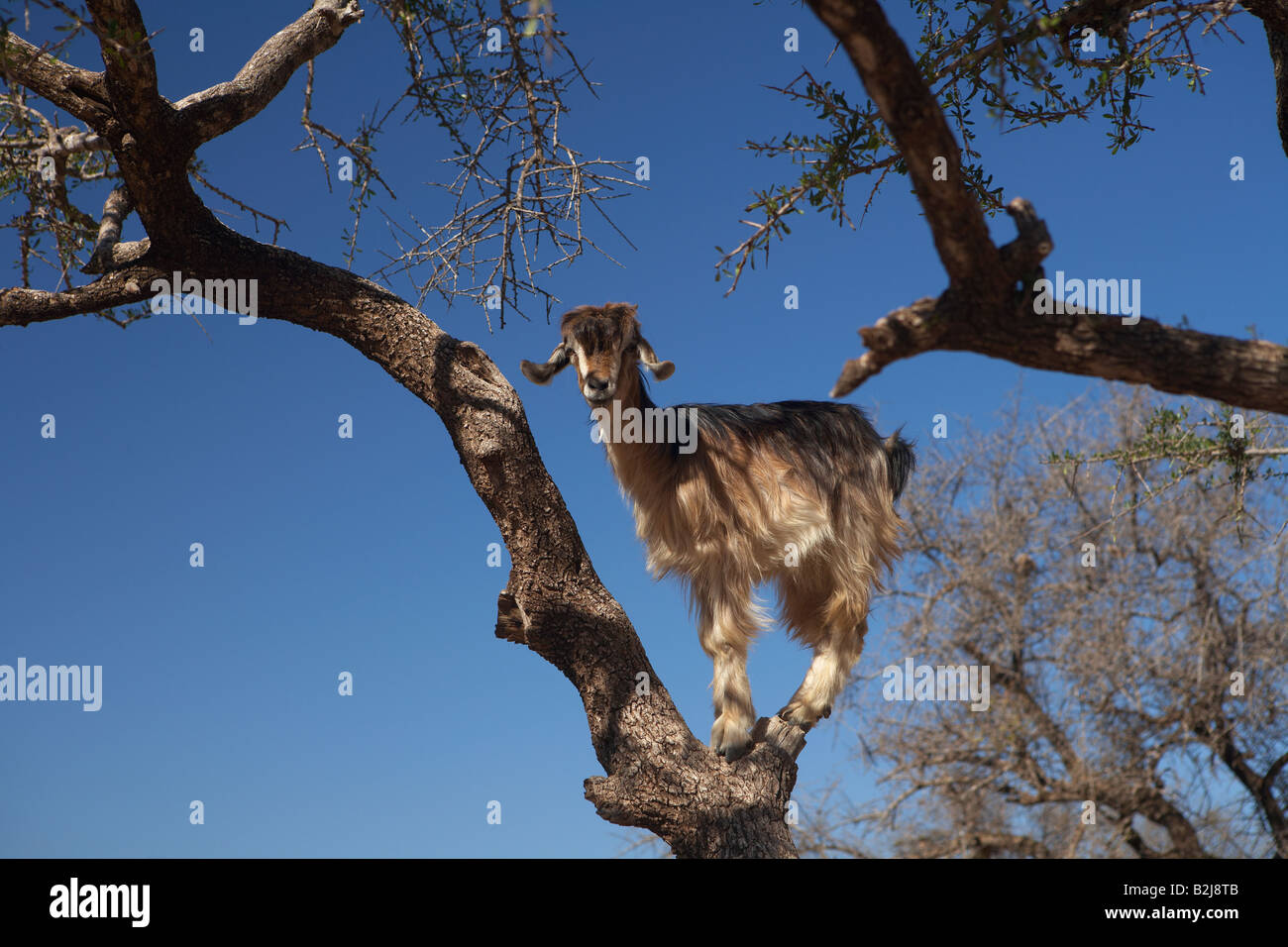 Una capra appollaiato in un albero di argan a nord di Agadir, Marocco Foto Stock