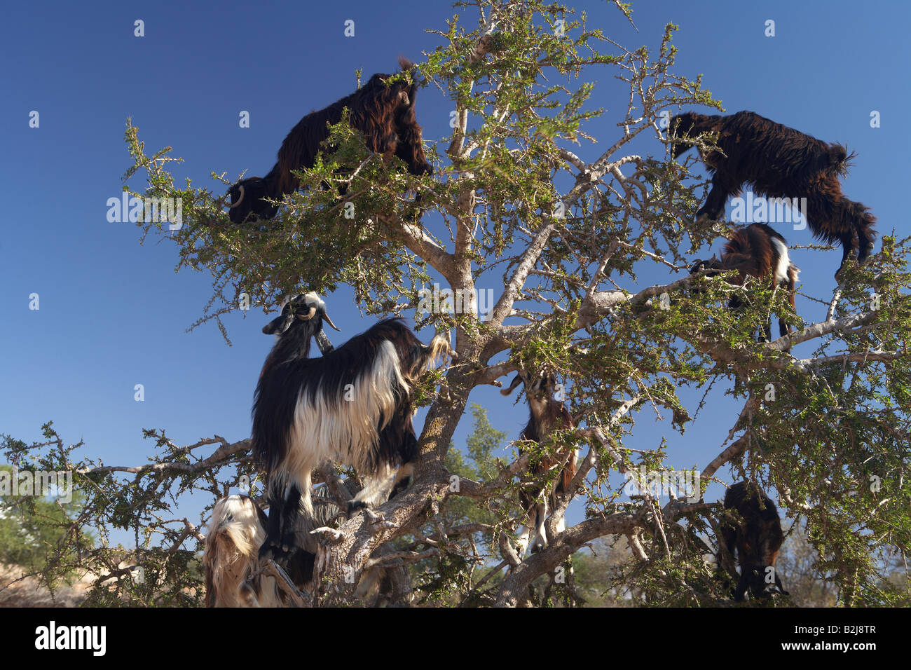 Caprini appollaiato in un albero di argan alimentare sulle foglie a nord di Agadir, Marocco Foto Stock