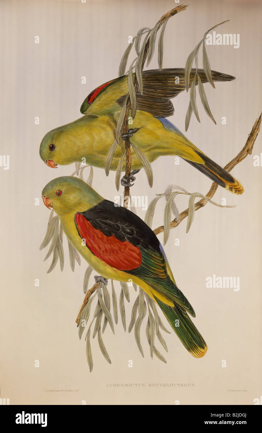 Zoologia, aviano / uccello, pappagallo alato rosso (Aprosmictus eritropterus), litografia, stampata da Gould e Richter, Londra, 1848, Foto Stock