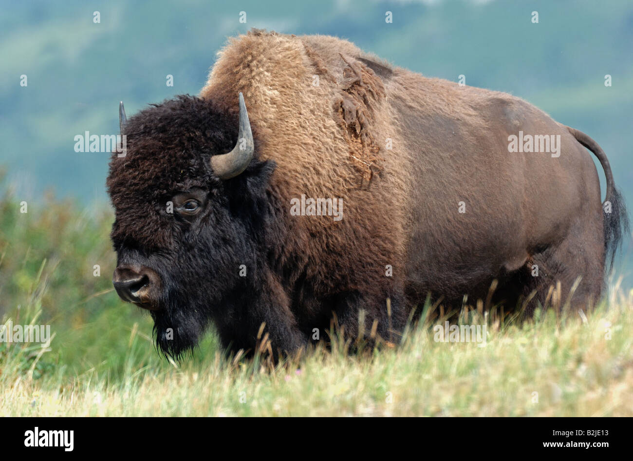 Un grande maschio Bison in piedi in erba pesante Foto Stock
