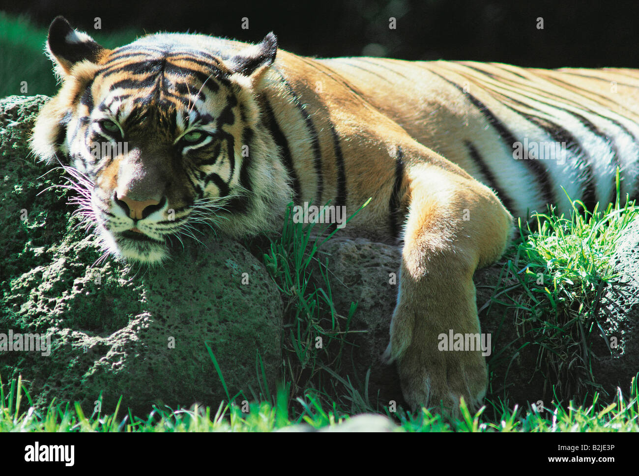 Australia. Victoria. Ballarat Wildlife Park. Sumatran Tiger (panthera tigris). Foto Stock