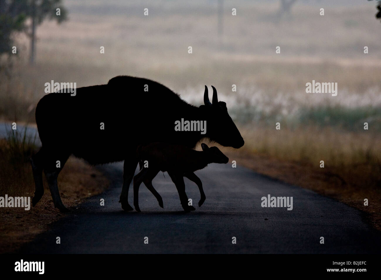 Silhouette di un gaur o Bisonte indiano con un vitello giovane sulla strada nel Parco Nazionale di Kanha Foto Stock