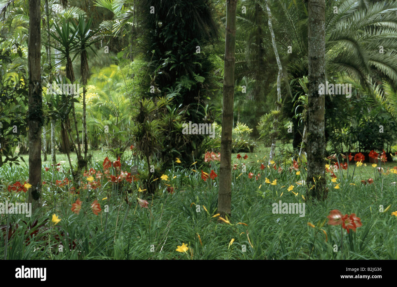 Fiori di orchidea nel parco sotto gli alberi in giardini Lankaster nei pressi di CARTAGO COSTA RICA Foto Stock