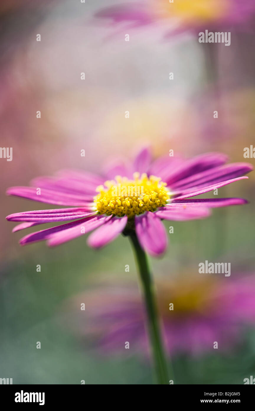 Argyranthemum frutescens. Argyranthemum Madera Deep Pink / Marguerite daisy Foto Stock