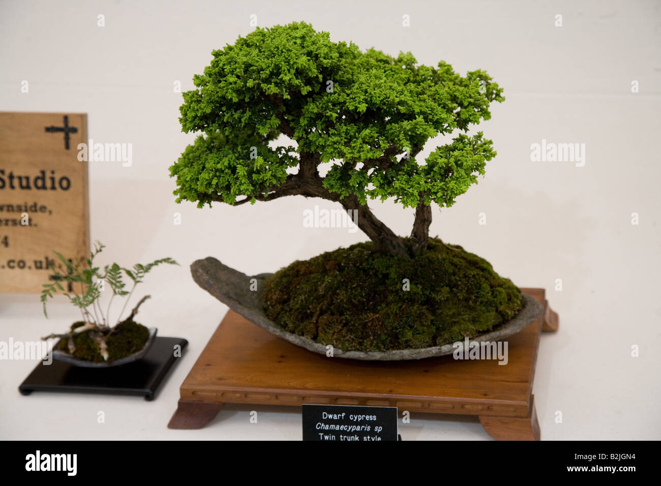 RHS Flower Show a Tatton Park 2008 - alberi di bonsai Foto Stock