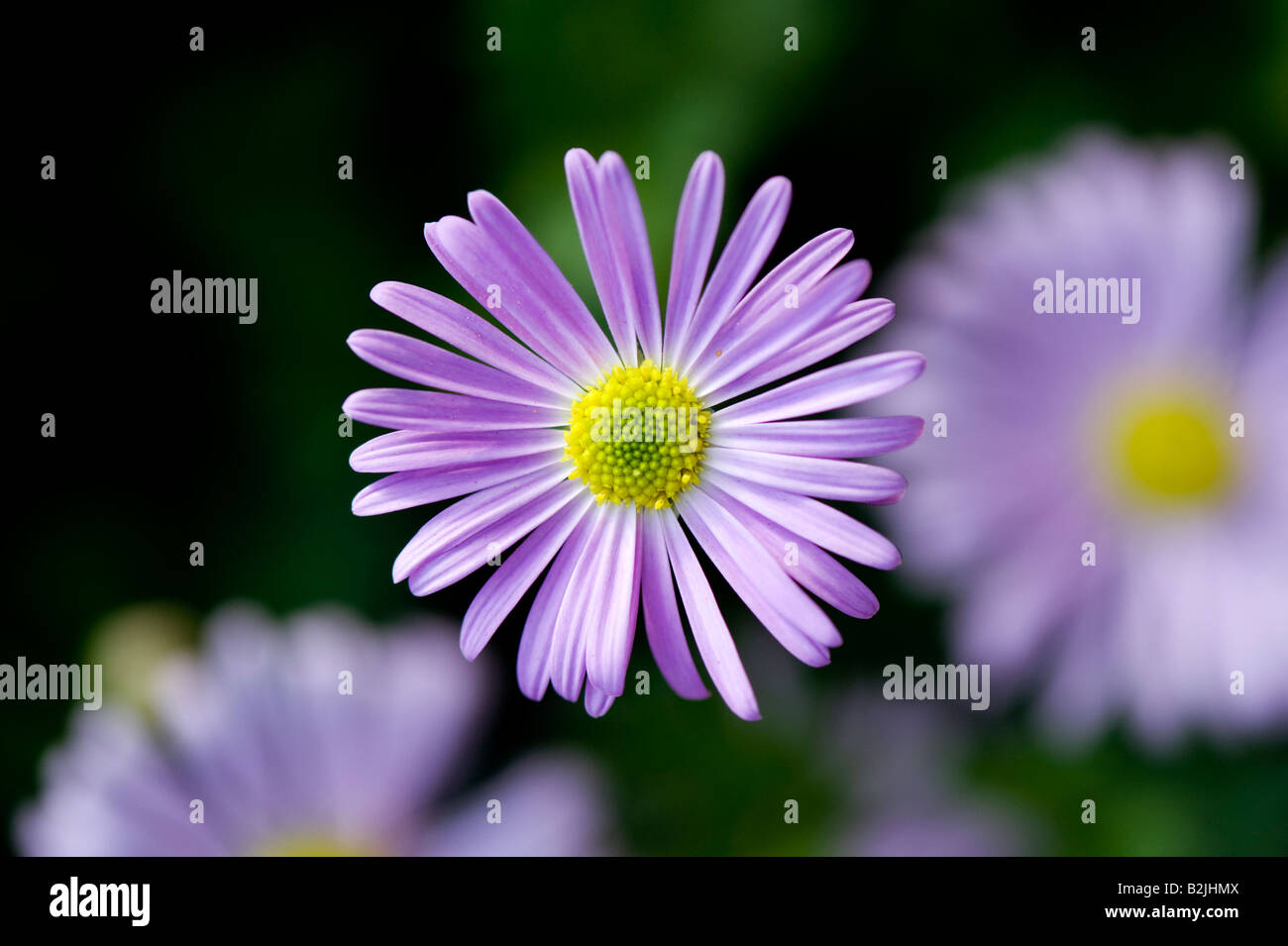 Brachyscome 'faccia felice rosa' jumbo fiori malva. Fiume Swan Daisy. Rock Daisy Foto Stock