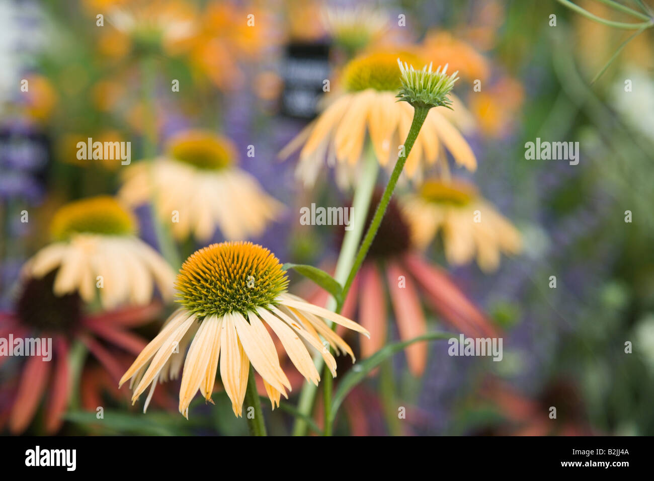RHS Flower Show a Tatton Park 2008 - fiori Foto Stock