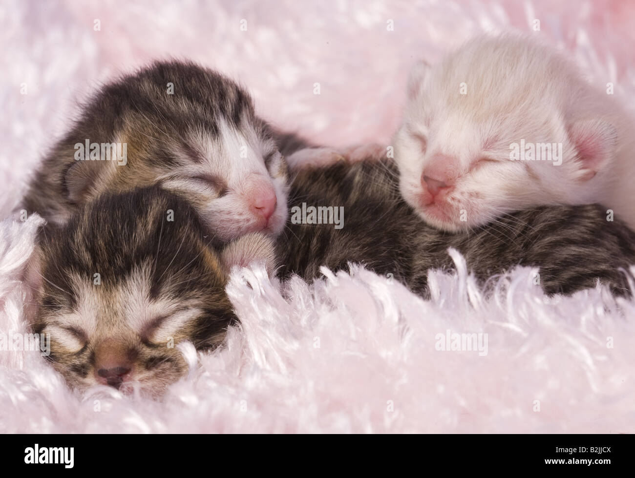 Tre I Gattini Appena Nati Su Sfondo Rosa Foto Immagine Stock