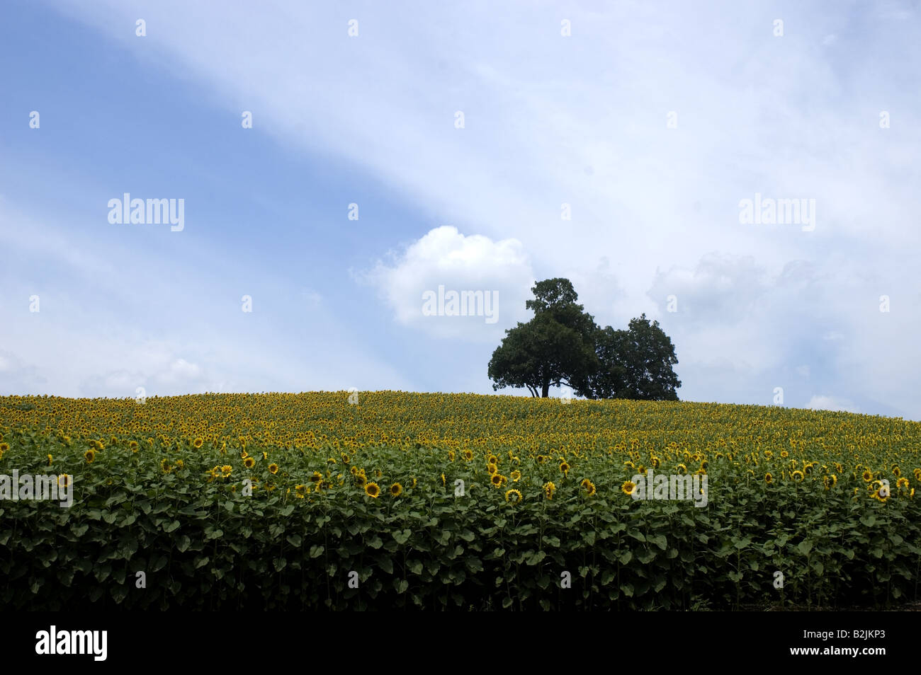 Un Lone Tree in un campo di girasoli contro un cielo blu. Foto Stock
