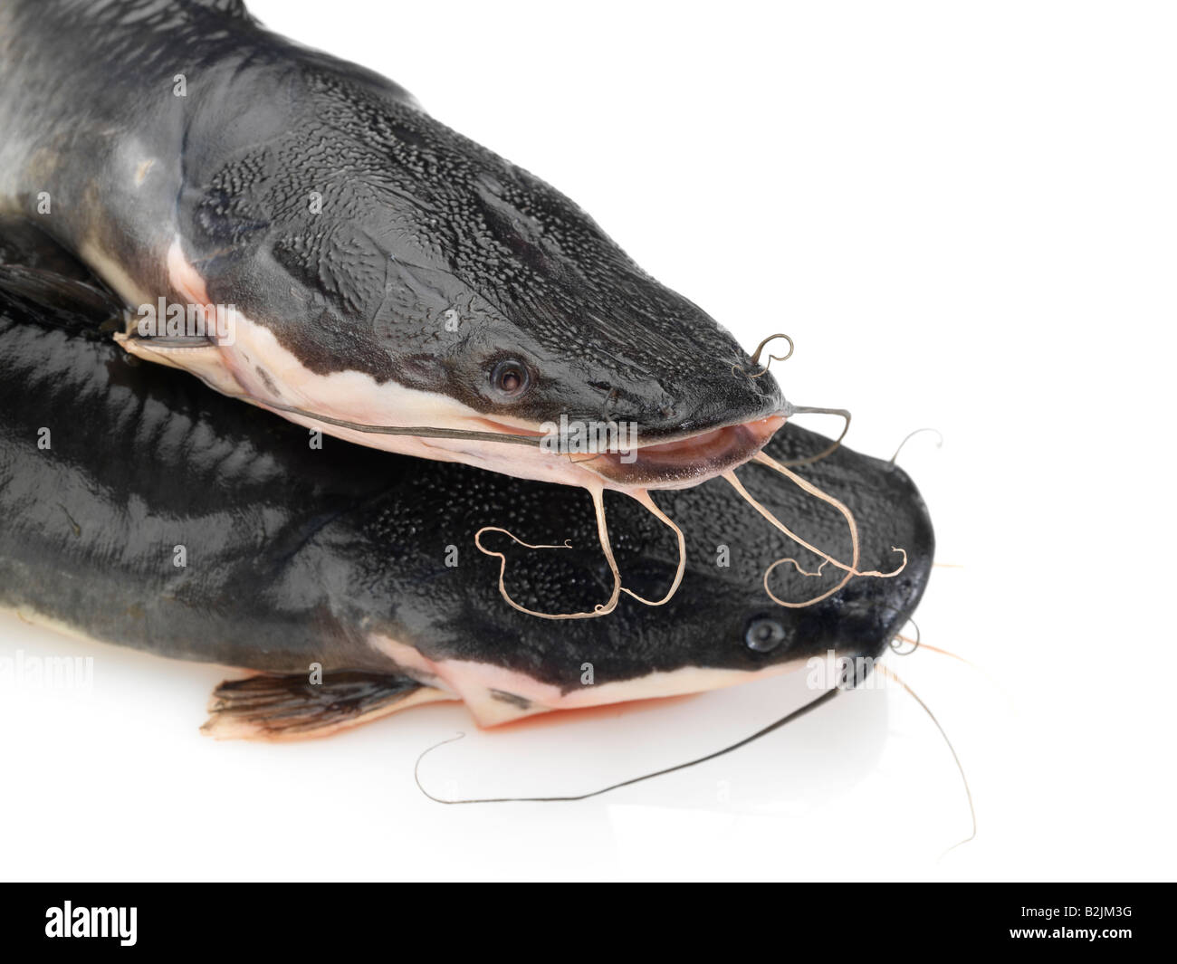 Close up 2 pesce gatto Foto Stock