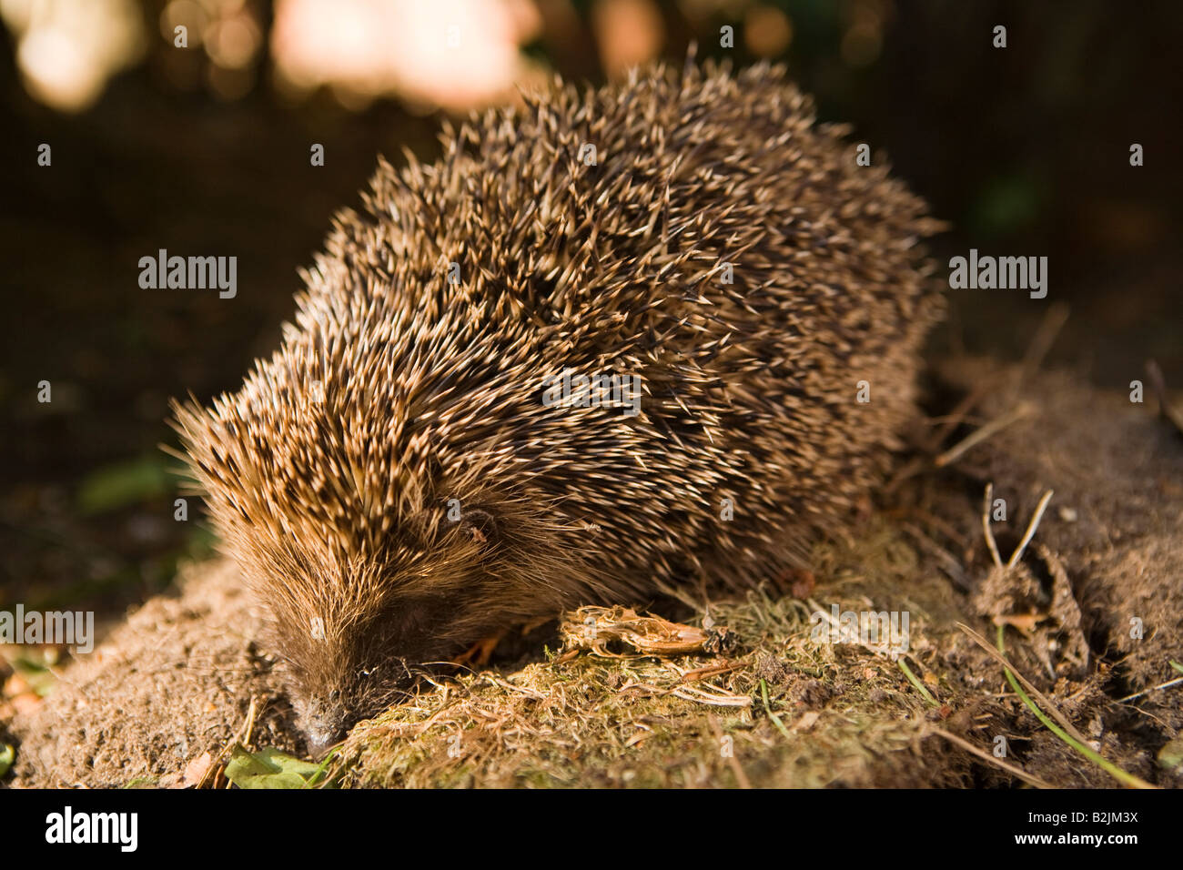 Fauna DEL REGNO UNITO Inghilterra riccio in giardino interno Foto Stock