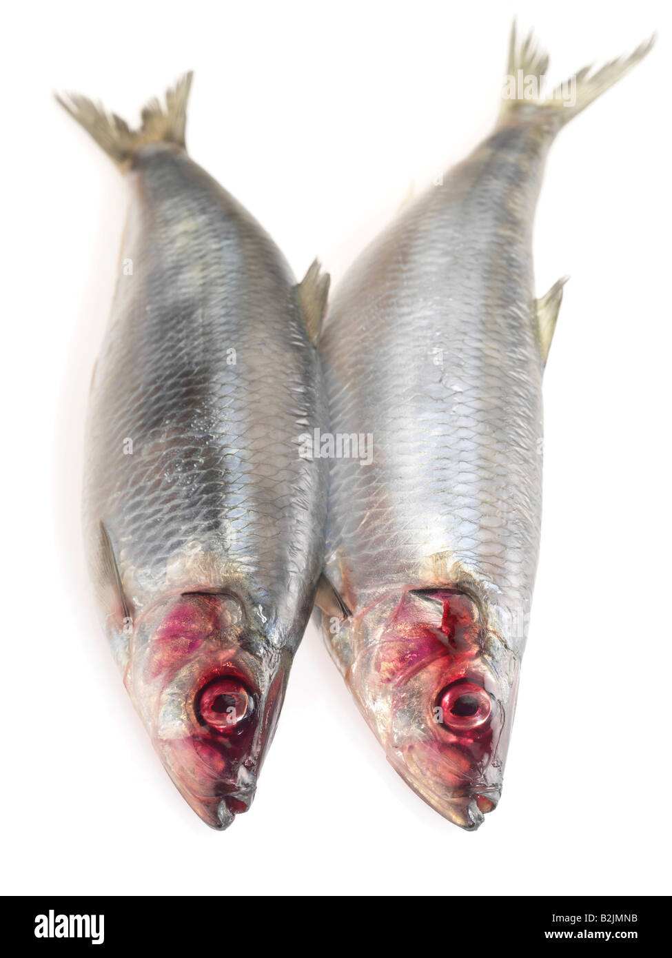 2 herring Foto Stock