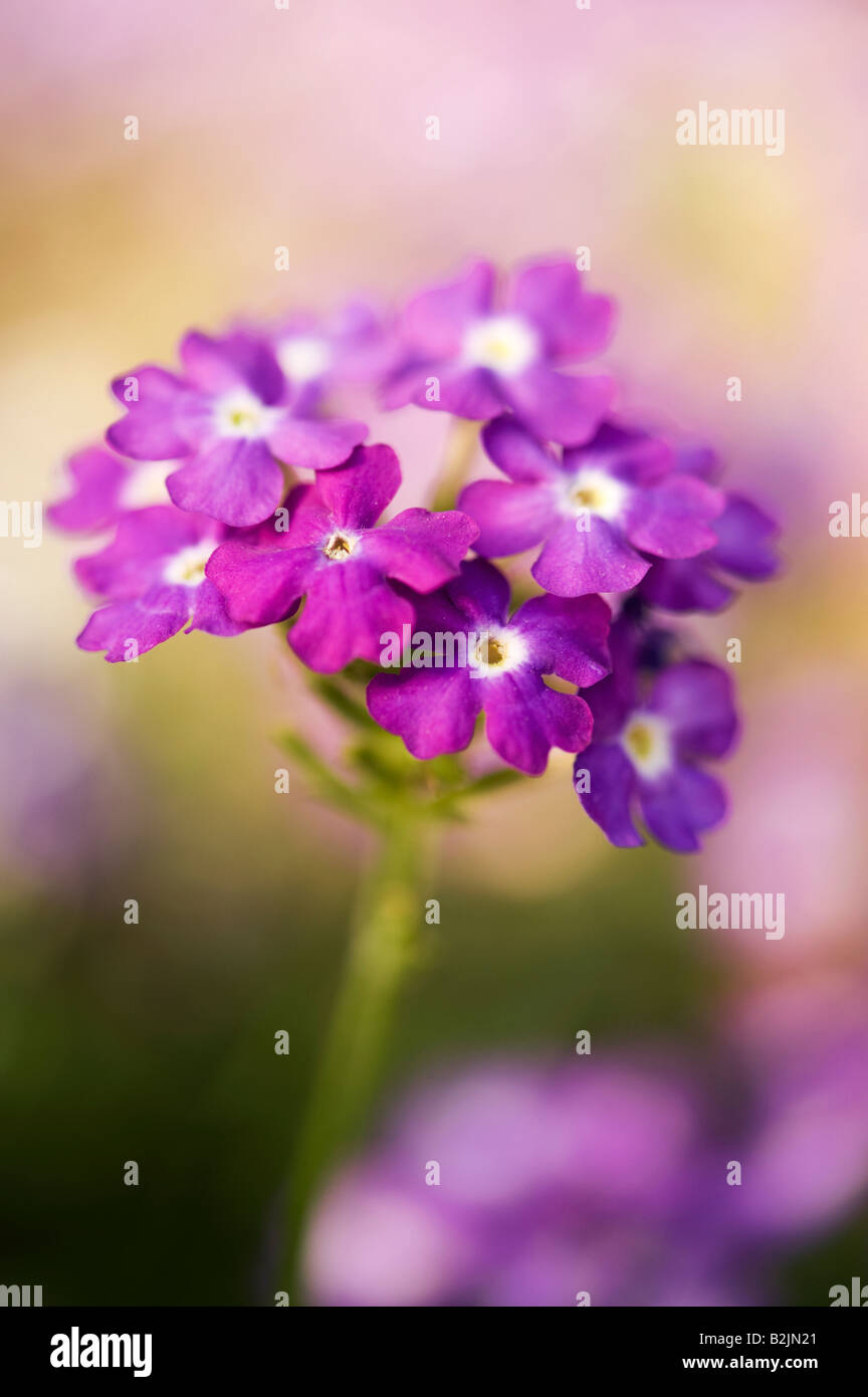 La verbena aztec magic fiori viola ritratto Foto Stock