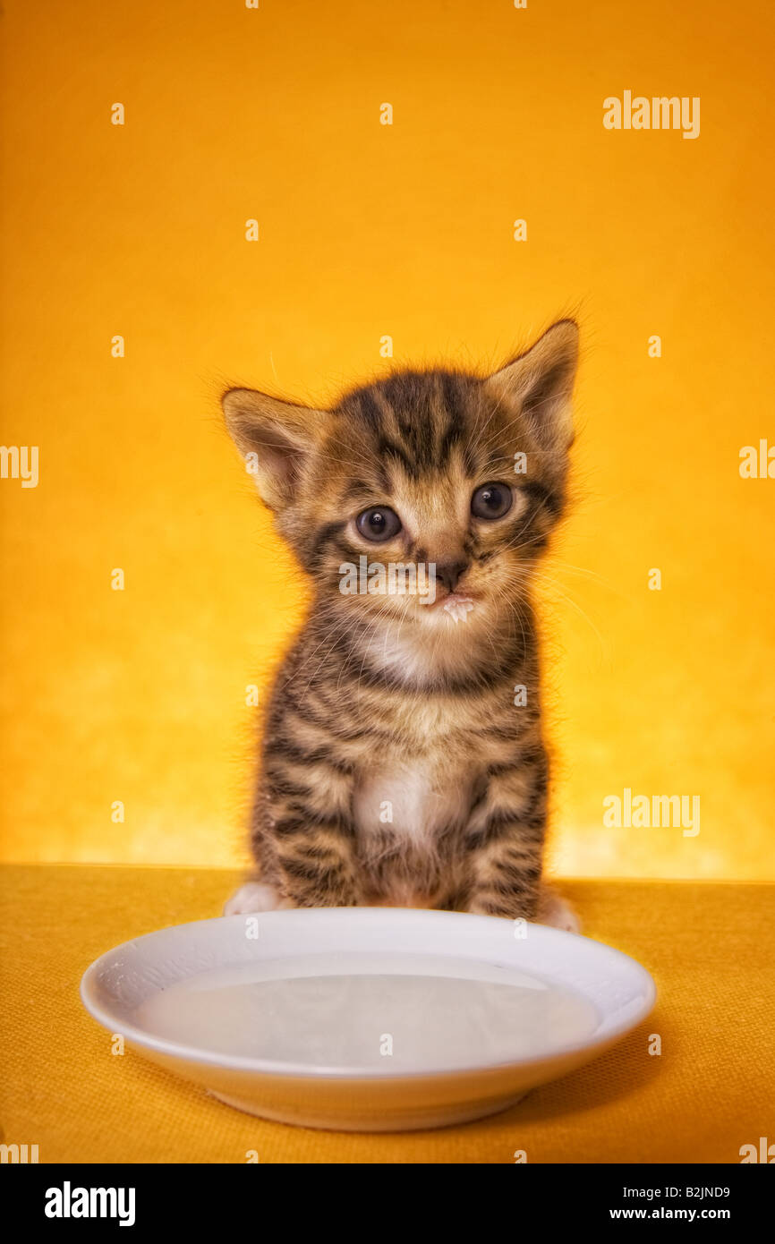 Carino gattino con latte mento su sfondo dorato Foto Stock