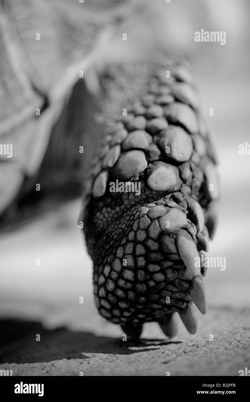 Close up di un Africano spronato piede tartaruga Foto Stock