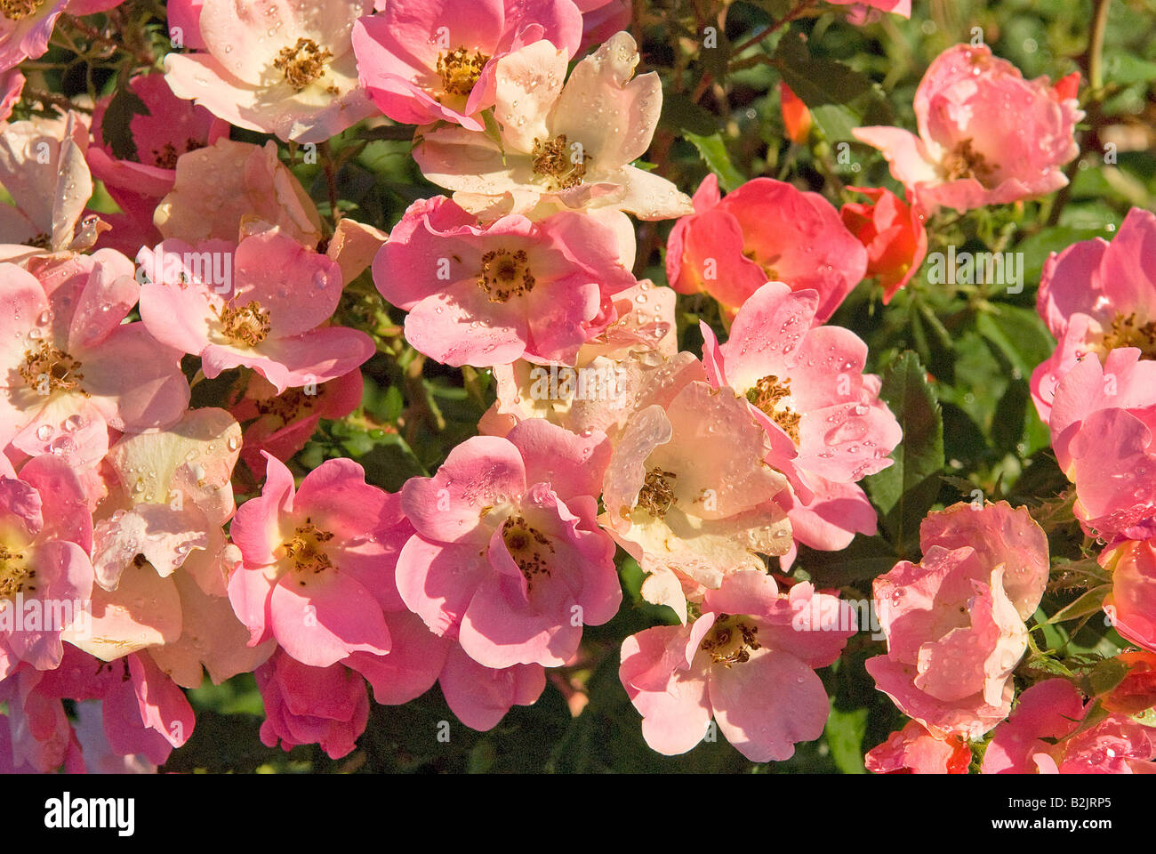 Cluster di rose arbusto del tipo 'Rainbow knockout' in varie sfumature di  rosa e rosa di colore biancastro, con centri di colore giallo Foto stock -  Alamy