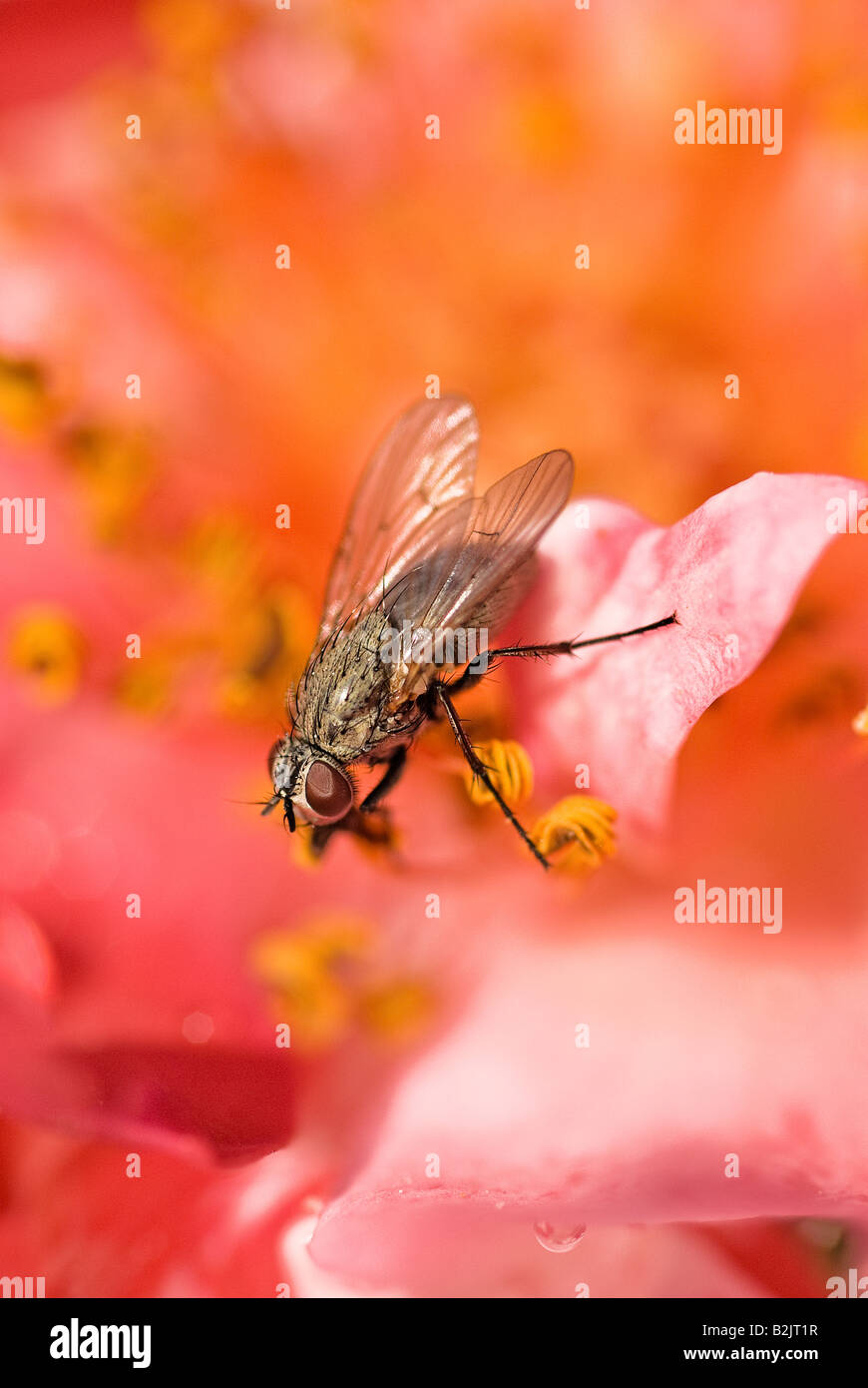 Un comune housefly atterra su un petalo di rosa, apparentemente per assaggiare il polline giallo su una rosa stame Foto Stock