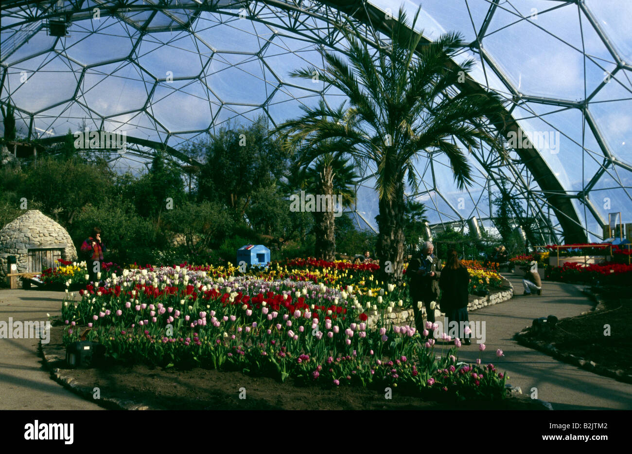 All'interno della zona temperata biome all'Eden Project Cornwall Regno Unito Foto Stock