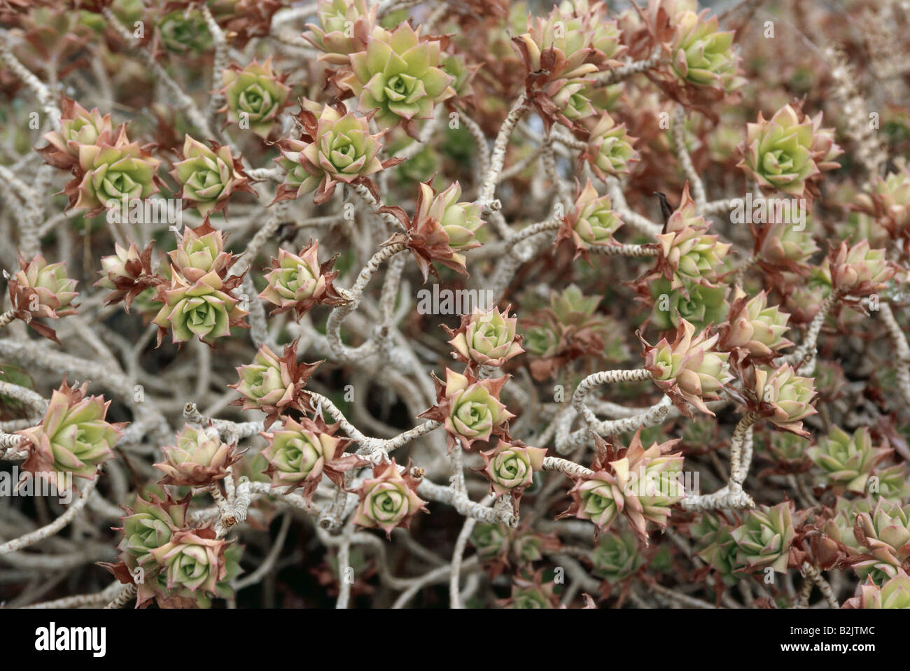 La botanica, Aeonium Aeonium, decoro, Additional-Rights-Clearance-Info-Not-Available Foto Stock