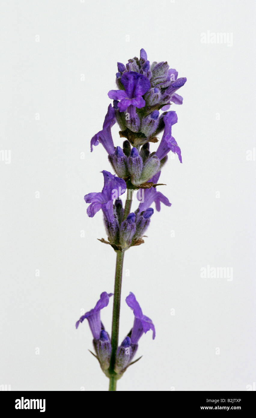 La botanica, comune Lavanda, (Lavendula angustifolia), dettaglio: lavanda, bloom, Additional-Rights-Clearance-Info-Not-Available Foto Stock