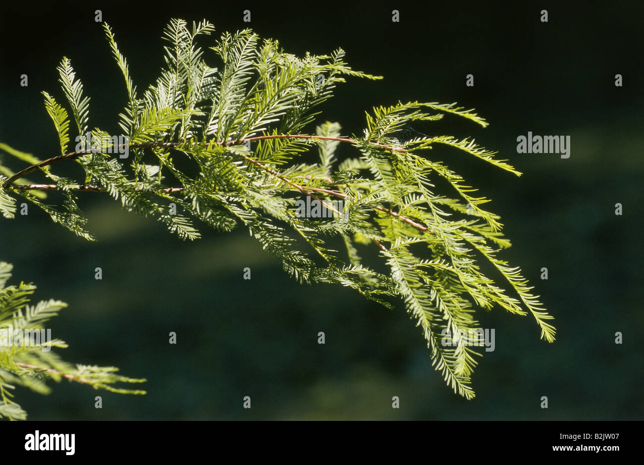 La botanica, Baldcypress (Taxodium distichum), lascia alla succursale, Additional-Rights-Clearance-Info-Not-Available Foto Stock