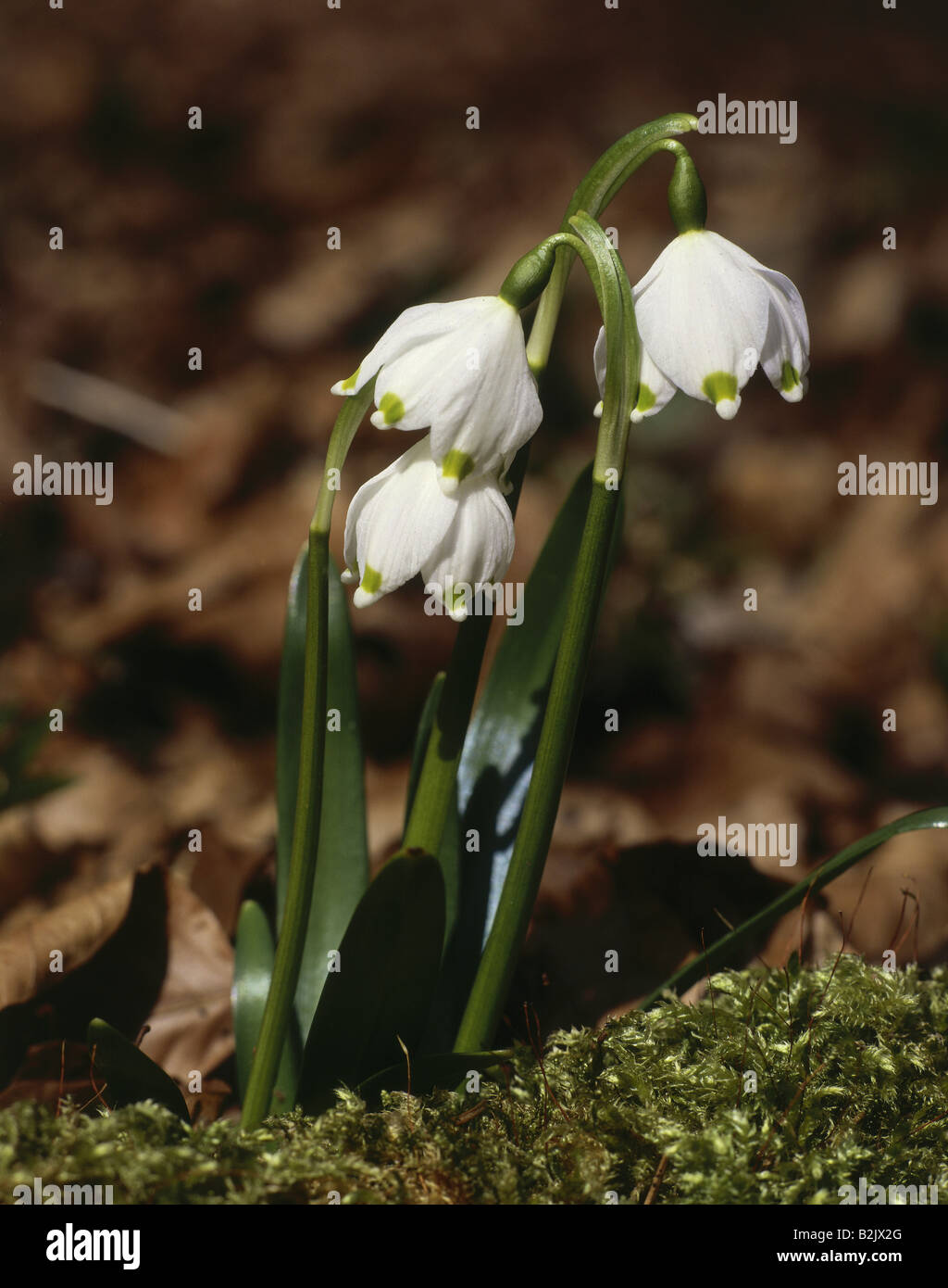 La botanica, il simbolo del fiocco di neve (Leucojum), molla il simbolo del fiocco di neve (Leucojum vernum), , Additional-Rights-Clearance-Info-Not-Available Foto Stock