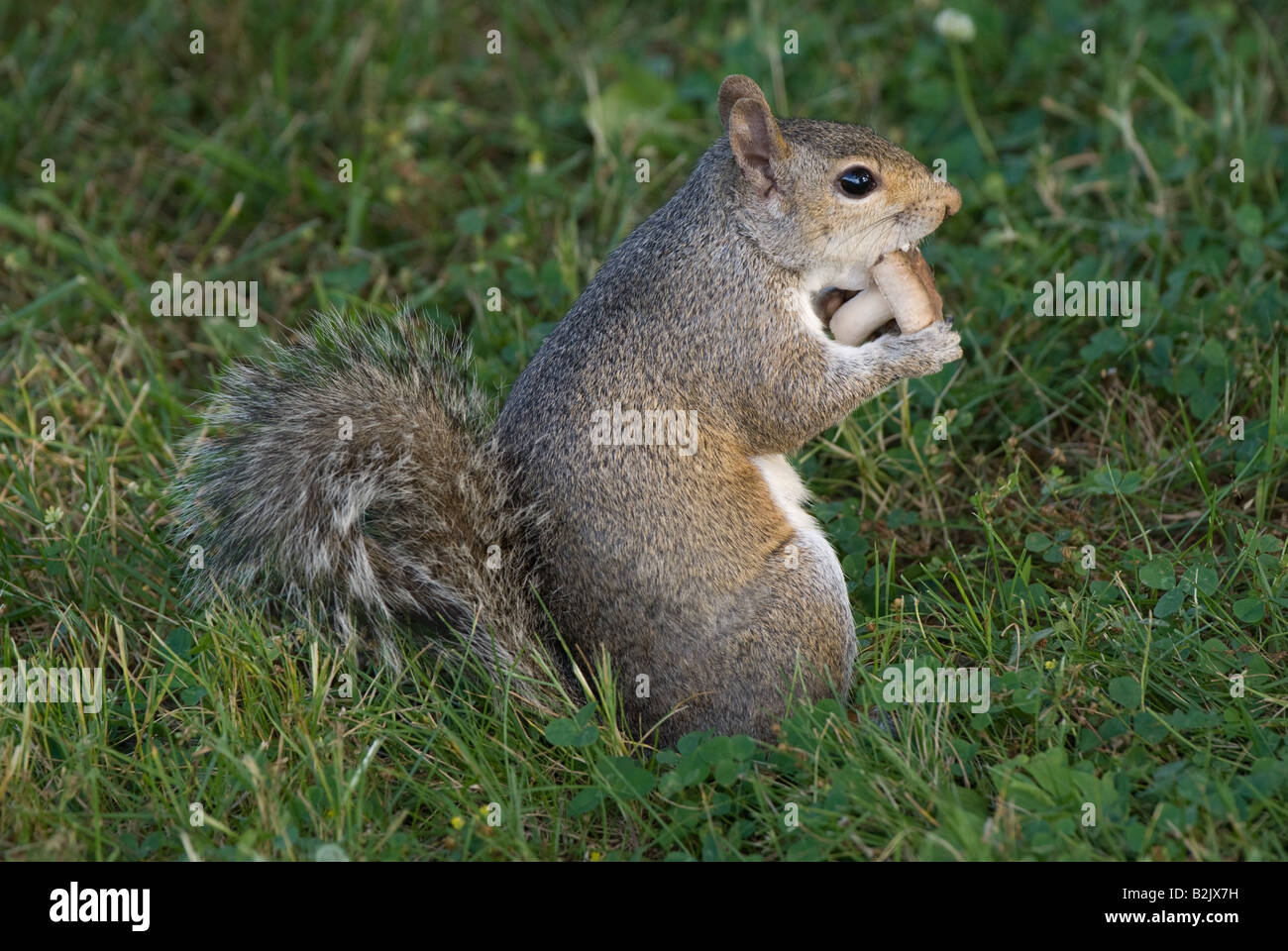 American scoiattolo grigio avente uno snack Foto Stock