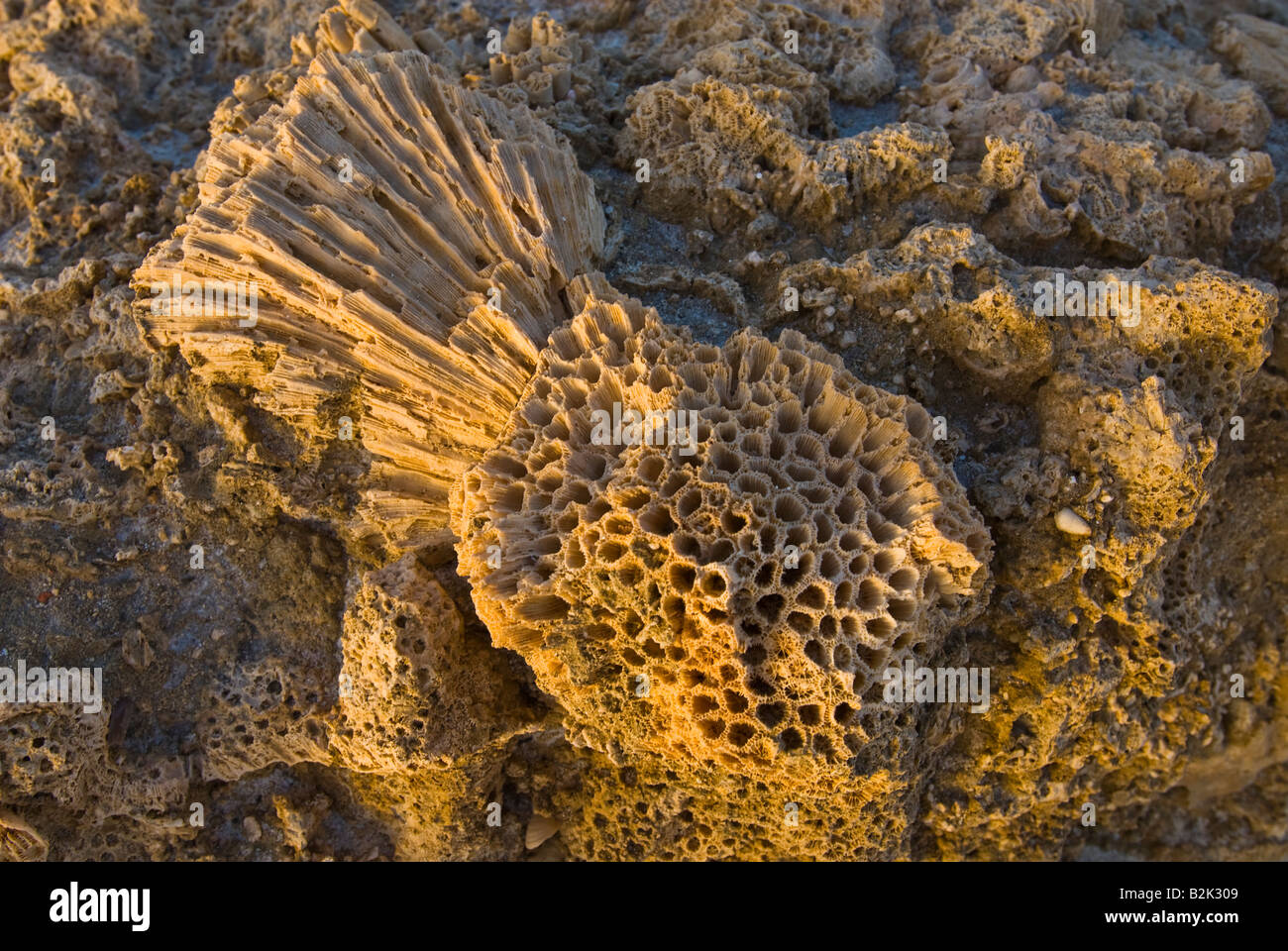 Colonie di coralli fossili coloniale pietrificati girare in pietra EGITTO MAR ROSSO Marsa Alam Marsa nakari Foto Stock