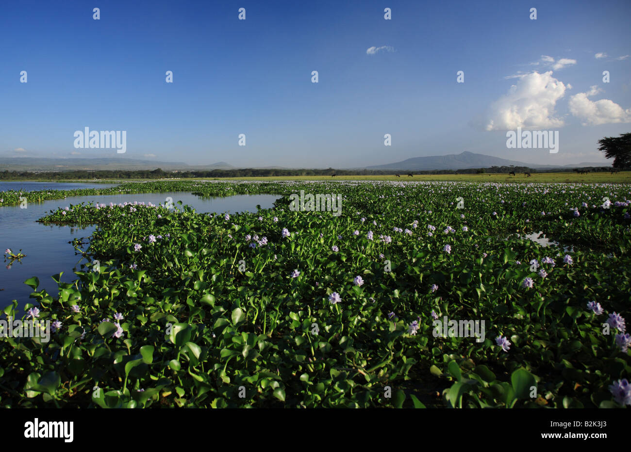 Vista sopra il giacinto di acqua lago Naivasha Kenya Foto Stock