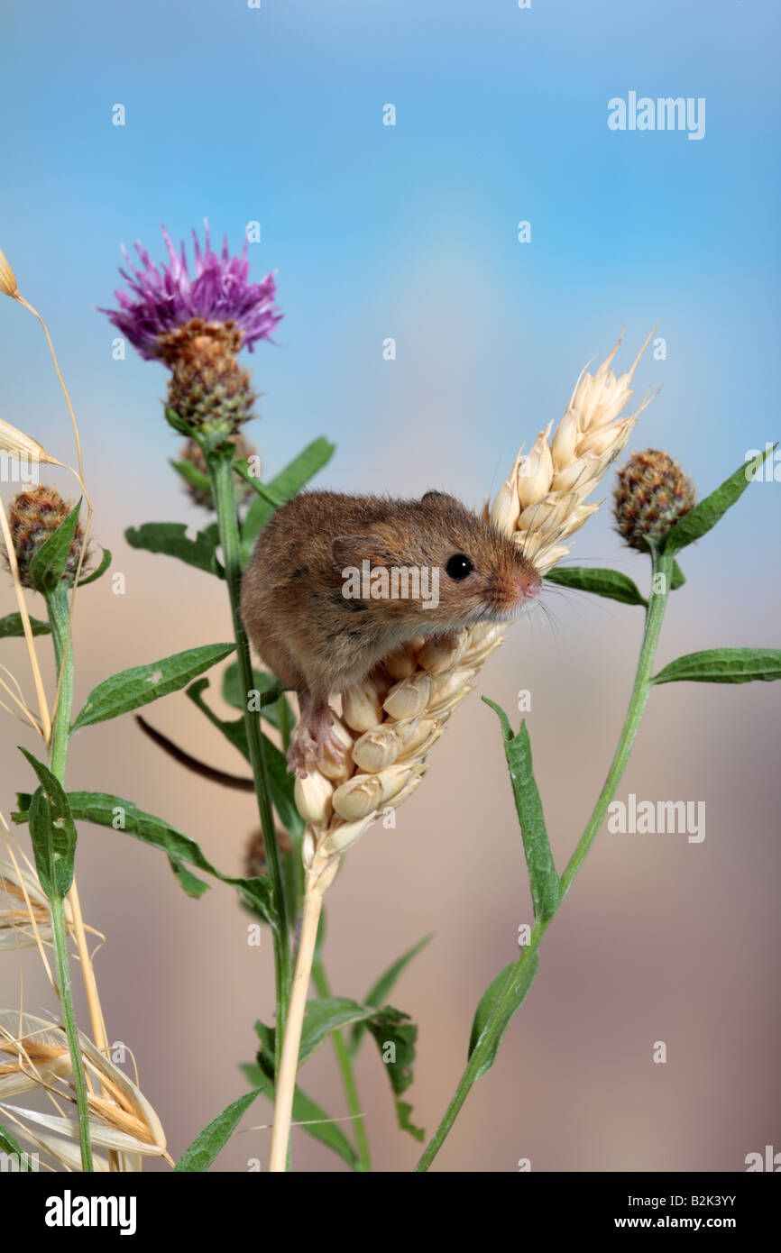 Harvest mouse Micromys minutus Potton Bedfordshire Foto Stock