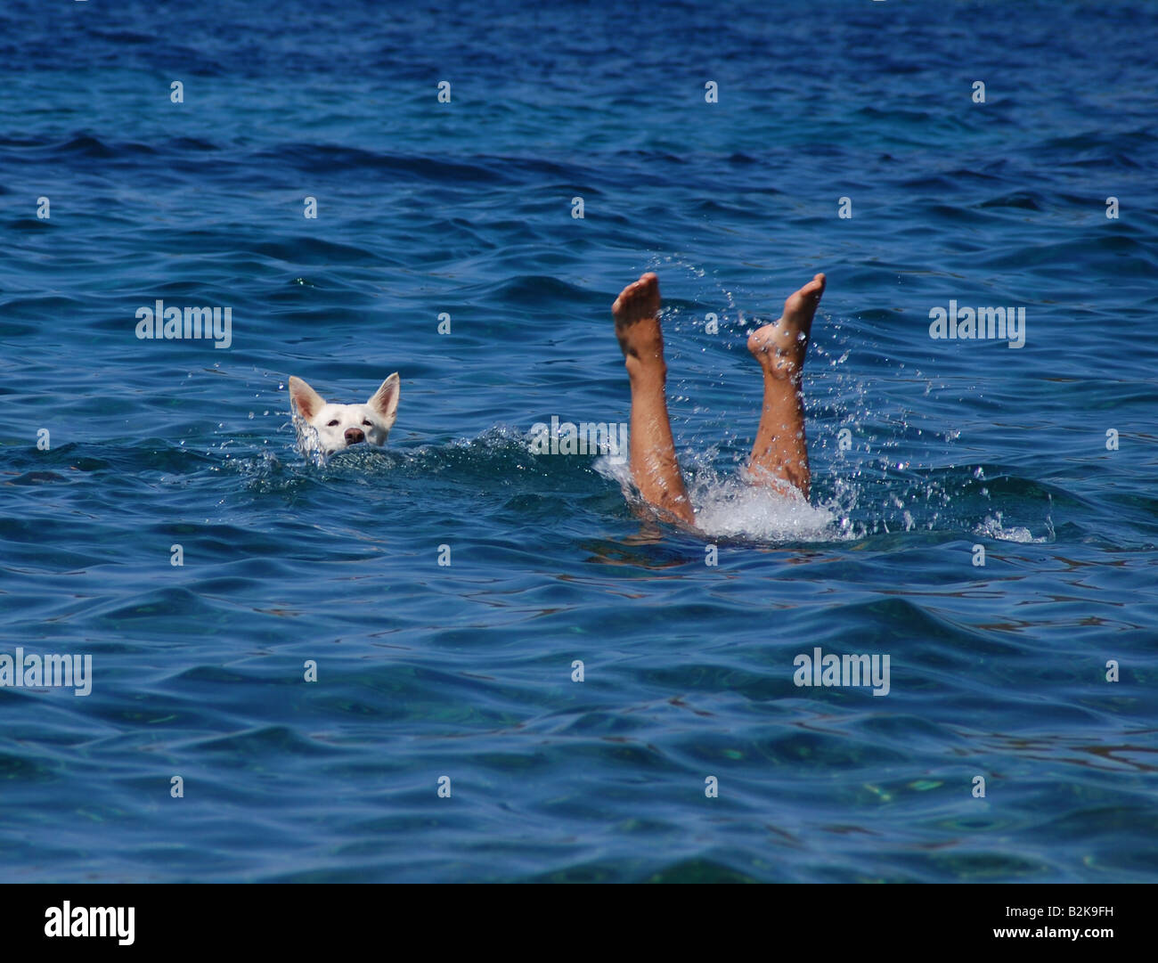 Cane bianco giocando con il suo proprietario nel mare. Foto Stock