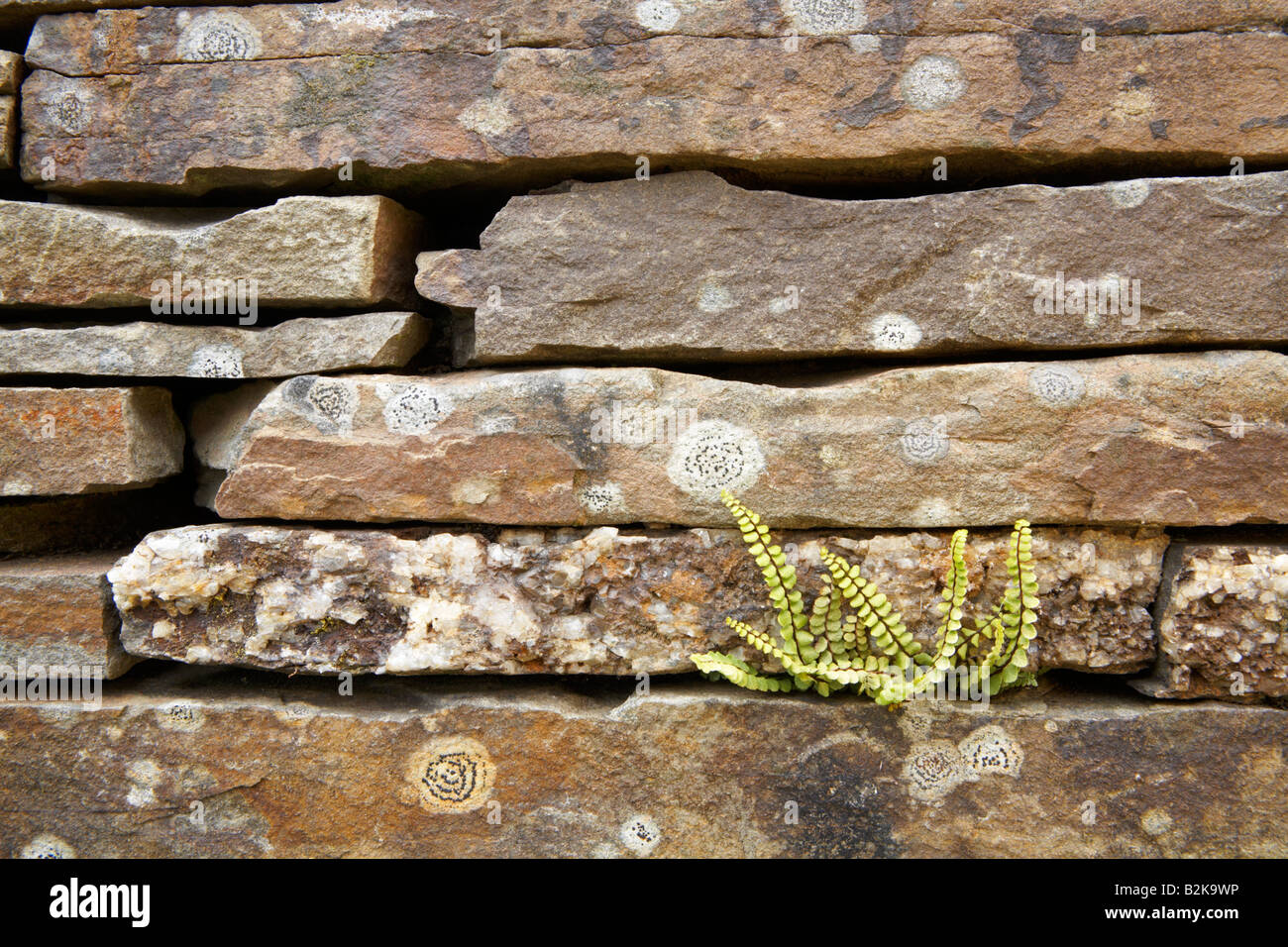 Asciugare la parete in pietra, licheni e piccola fern a 'I Giardini Botanici Nazionali del Galles, Llanarthne, Carmarthenshire, Wales, Regno Unito Foto Stock