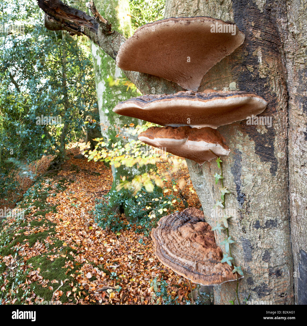 Staffa del Sud " Ganoderma australe " funghi che crescono in autunno i boschi di faggio vicino a Dorchester città, contea di Dorset, Inghilterra, Regno Unito. Foto Stock