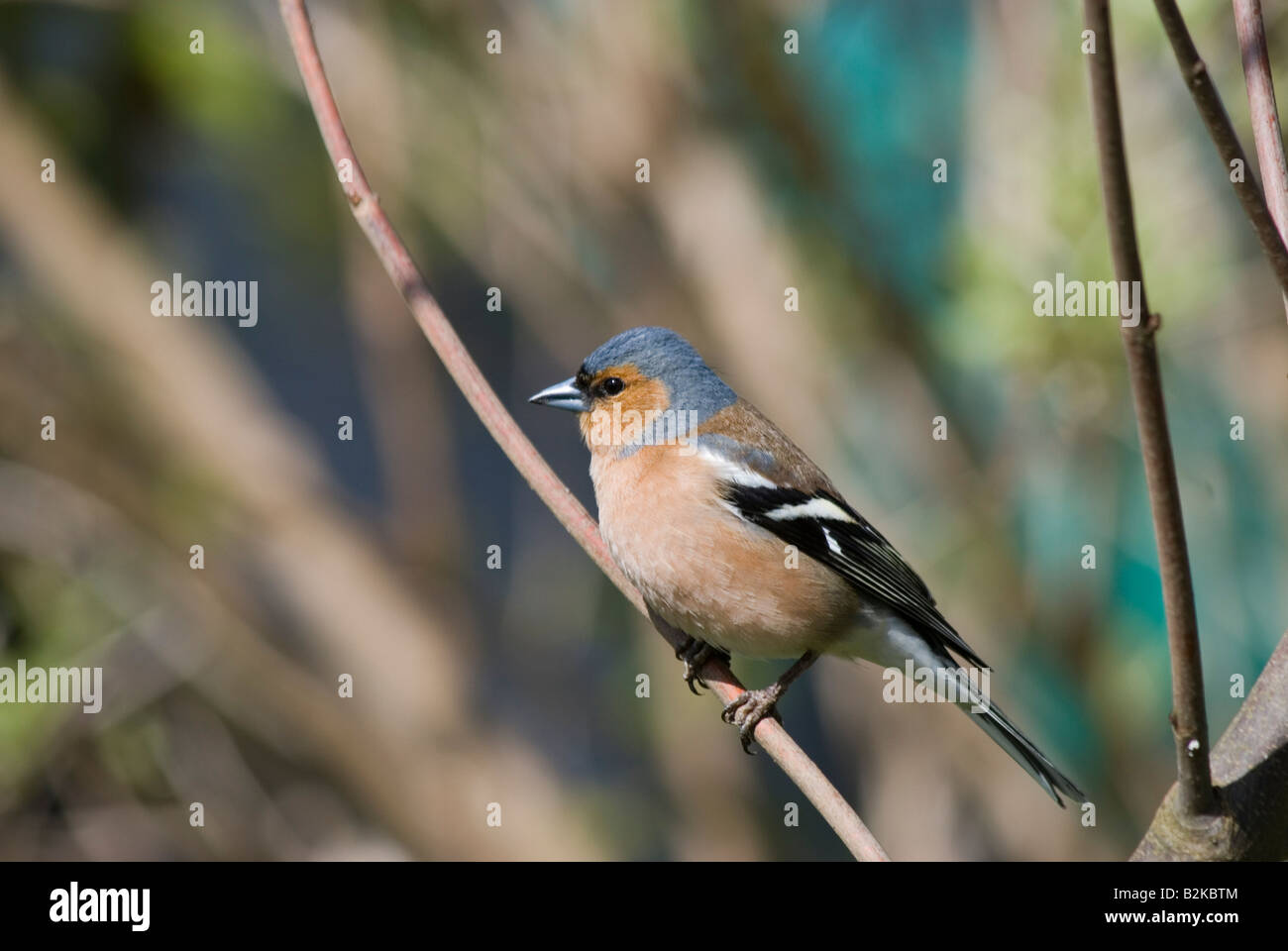 Maschio europeo chaffinch fotografato nel mio giardino posteriore nel Galles del Sud Regno Unito Foto Stock