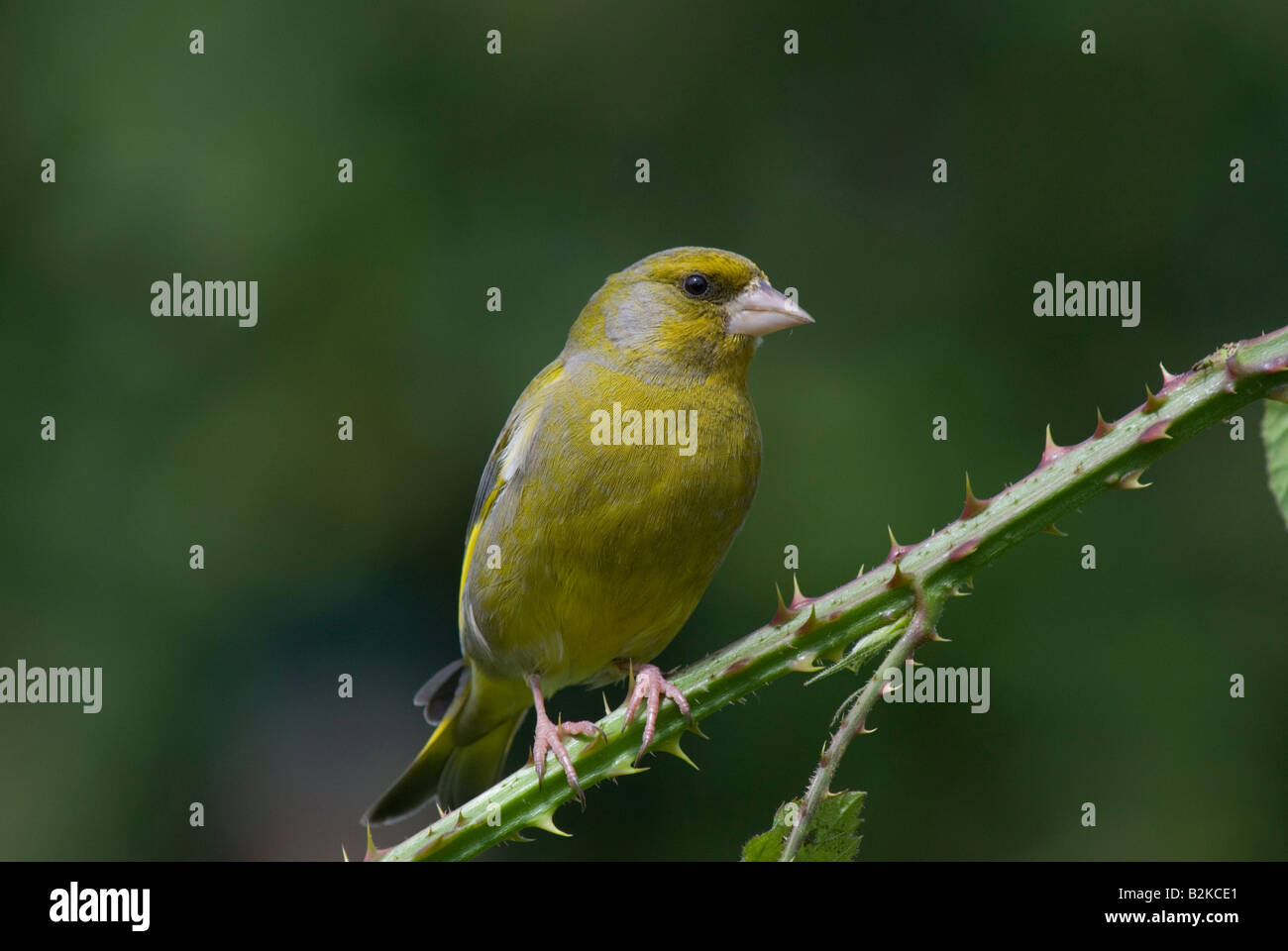 Maschio europeo verdone Foto Stock