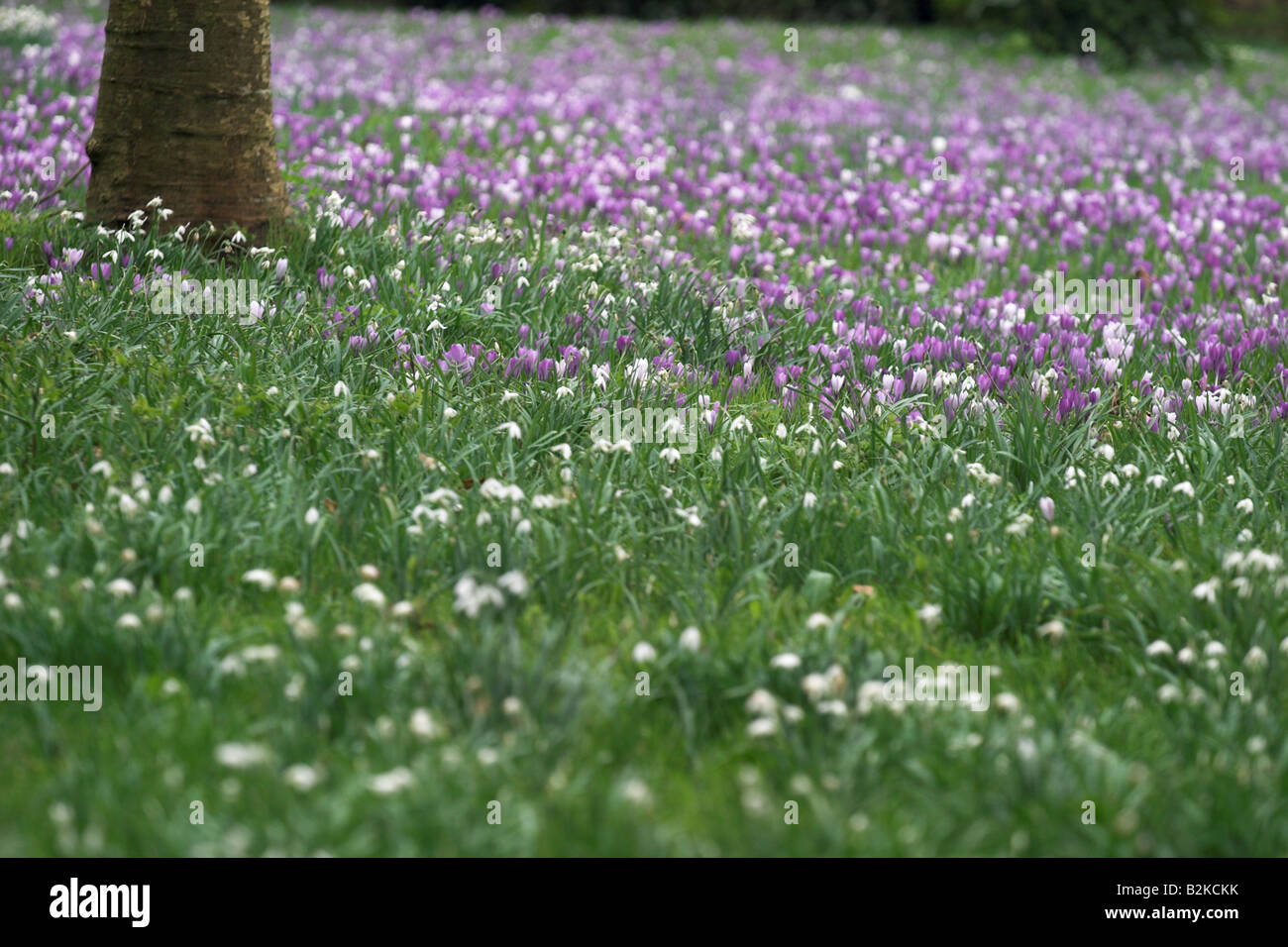 Un tappeto di crocuses e di gocce di neve fioriscono intorno ad un albero in un giardino di primavera UK Foto Stock