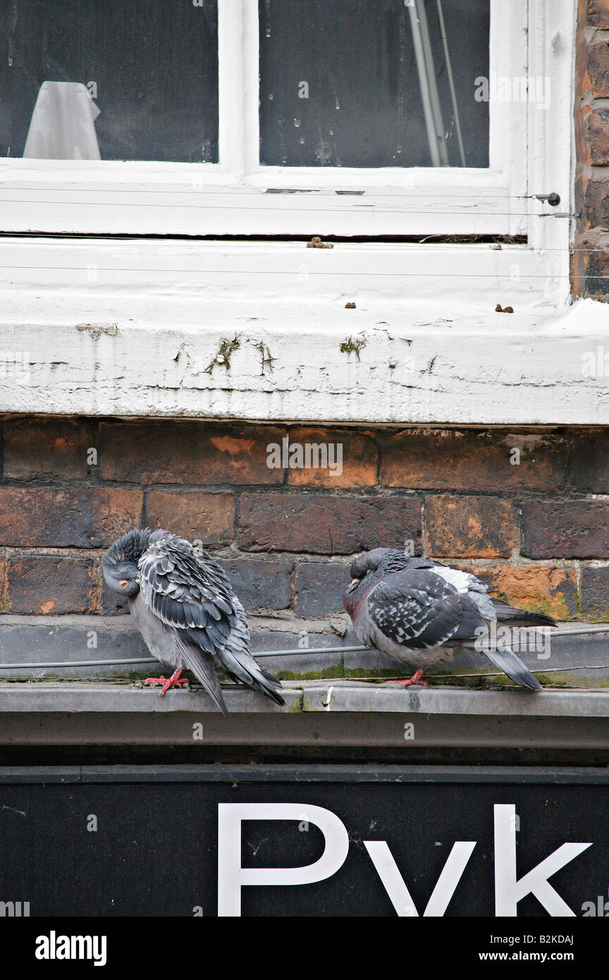 Due piccioni sono ' appollaiati e preening ona davanzale in CHESTER Inghilterra England Regno Unito Foto Stock