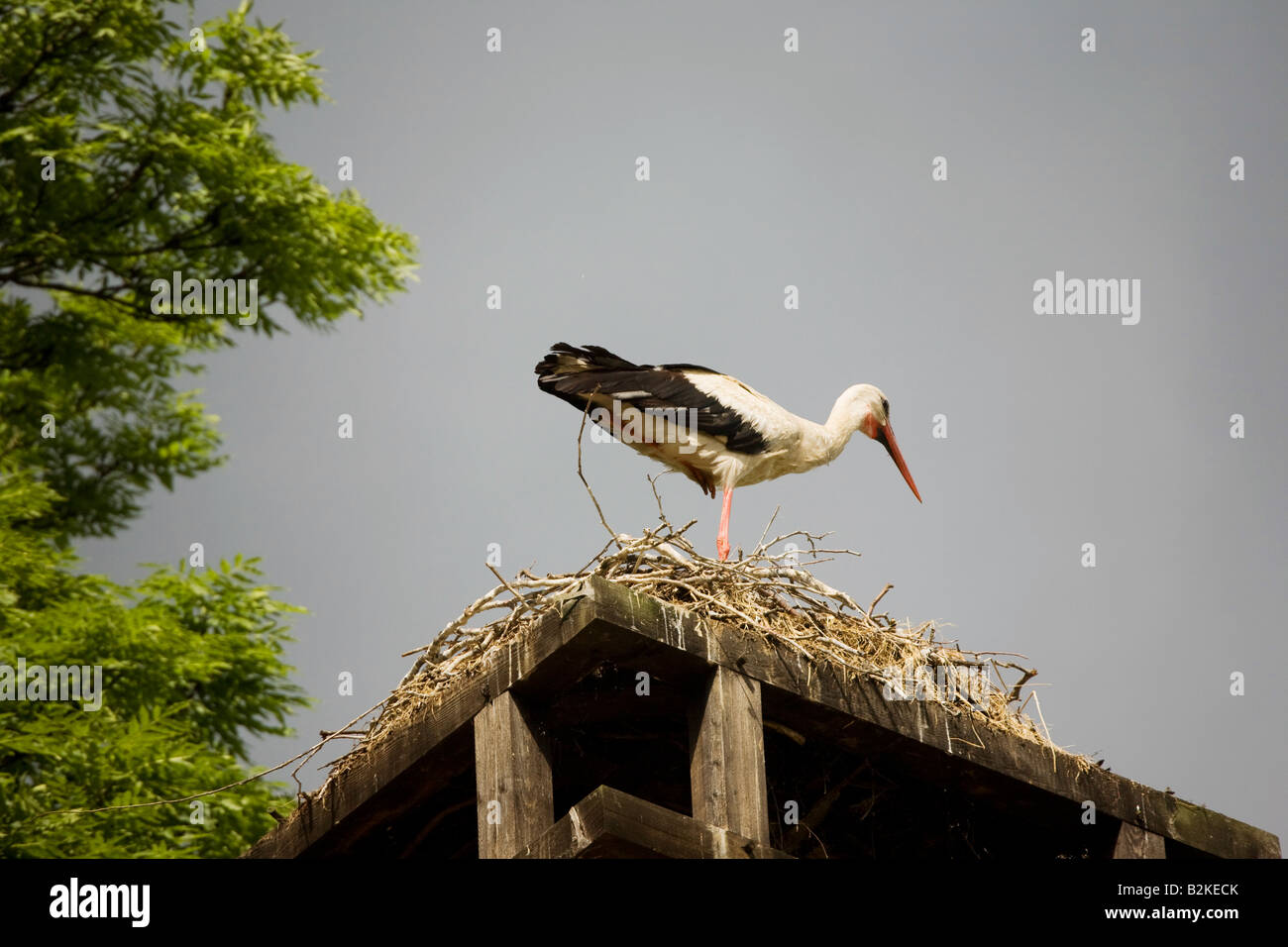 Una cicogna sul suo nido Foto Stock