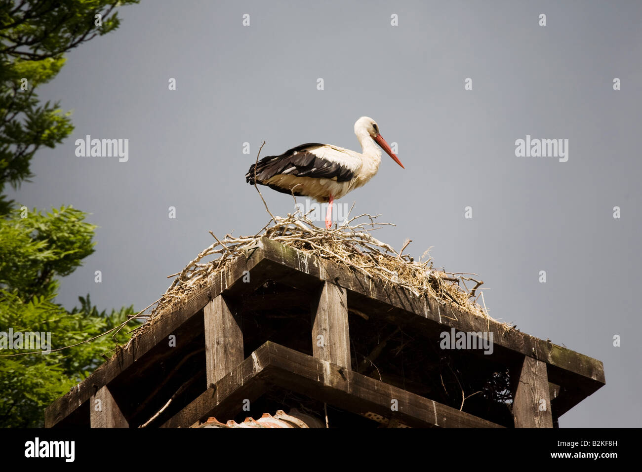 Una cicogna sul suo nido Foto Stock